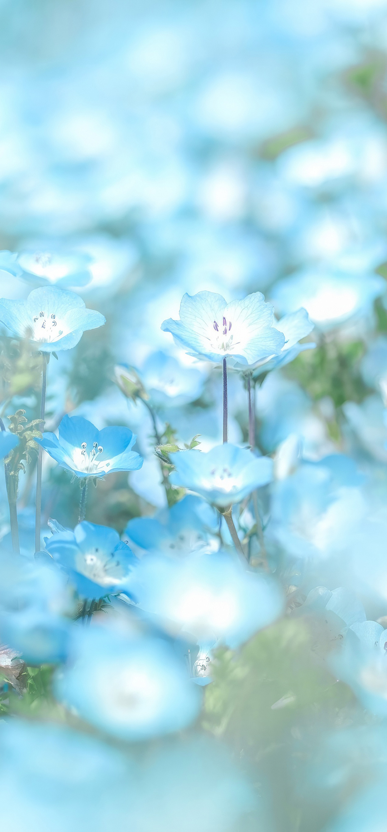 Blue Flowers Minimal 4k iPhone XS MAX
