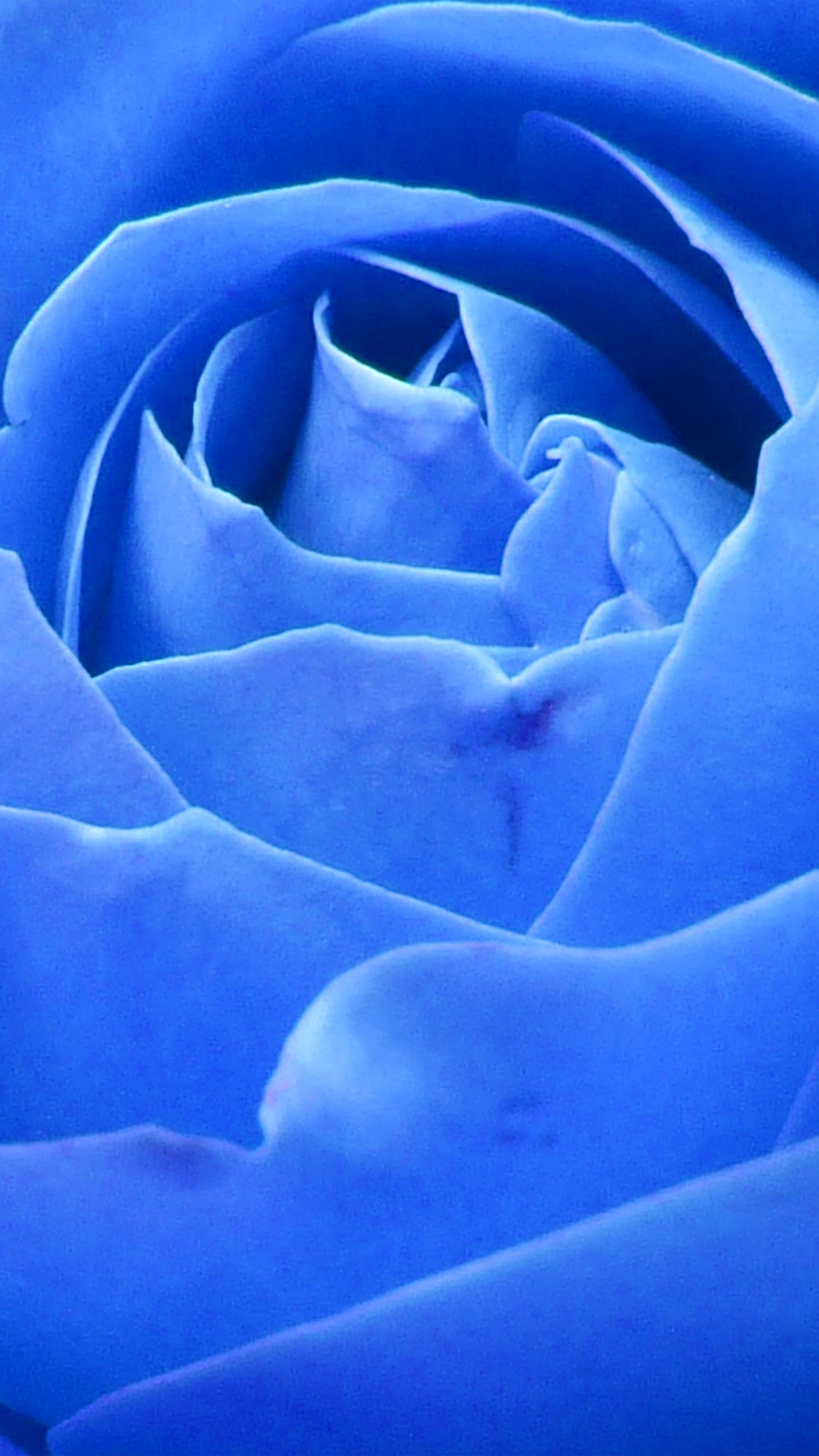 Rose Blue Nature Flower Wallpaper