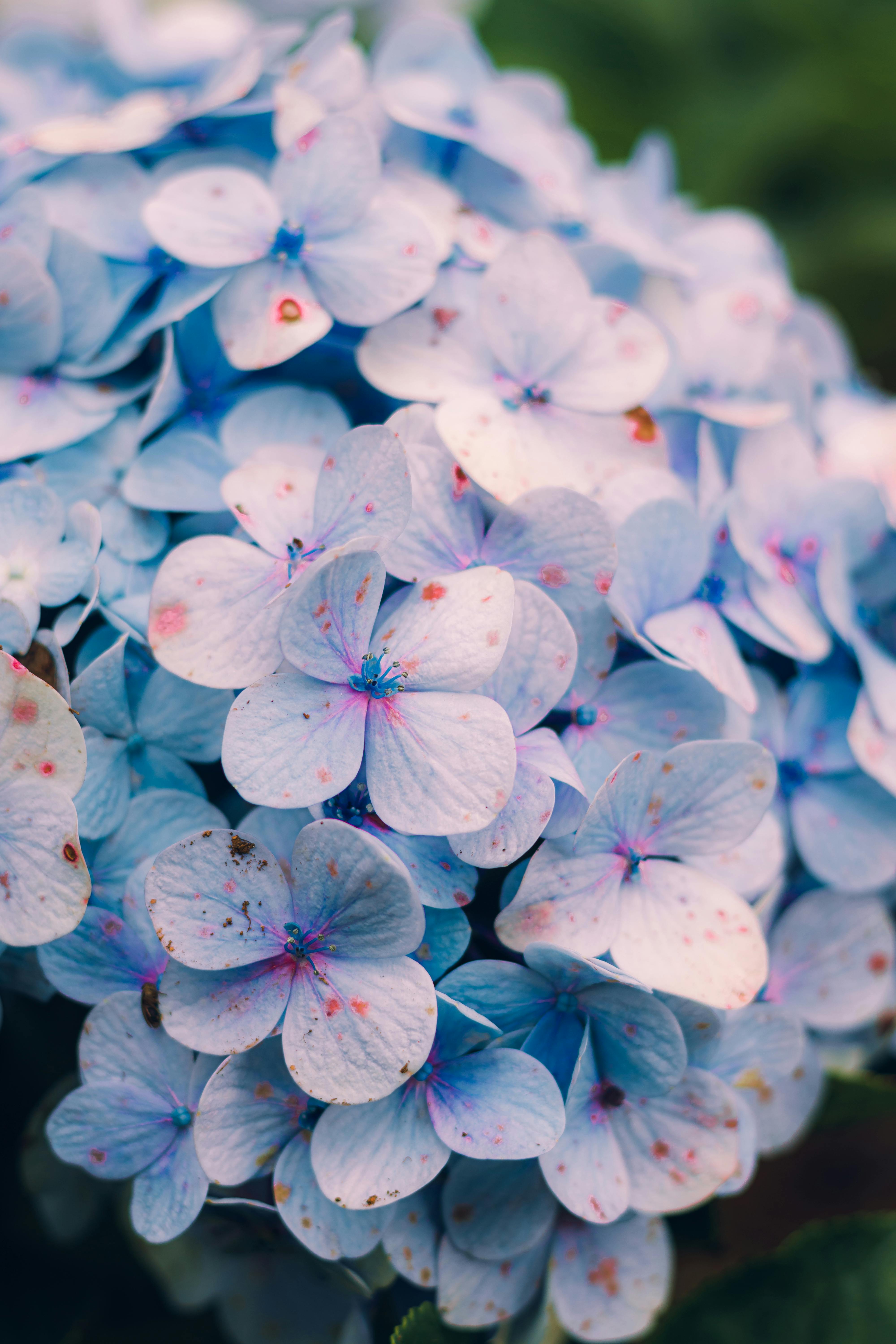 A close up of a blue flower with purple