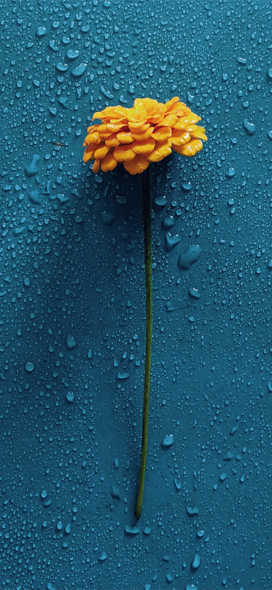 Best Rain iPhone HD Wallpaper