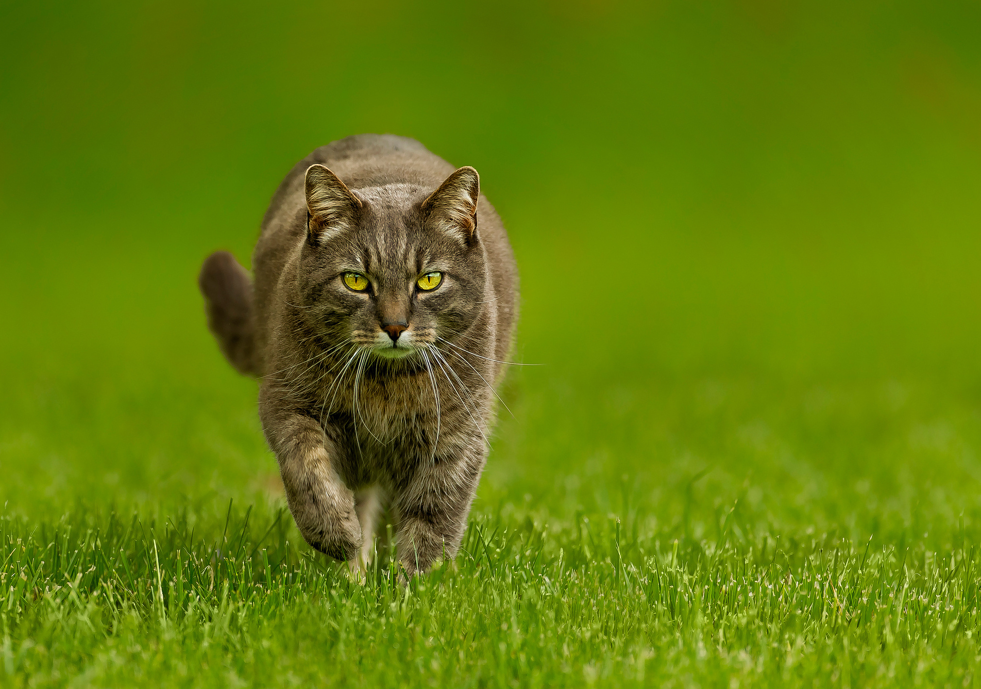 Animal Cat HD Wallpaper