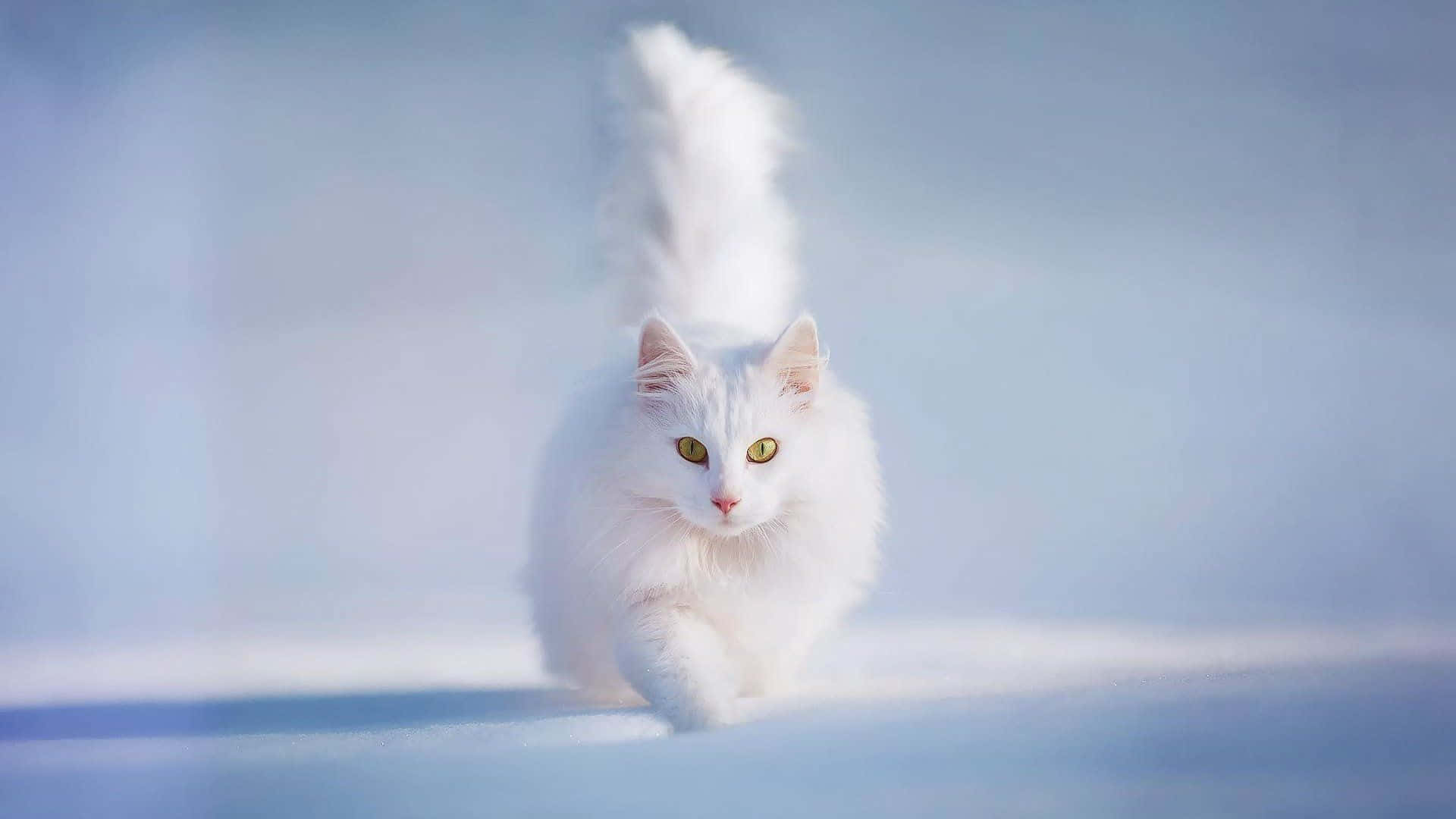 Download White Cat Running Picture