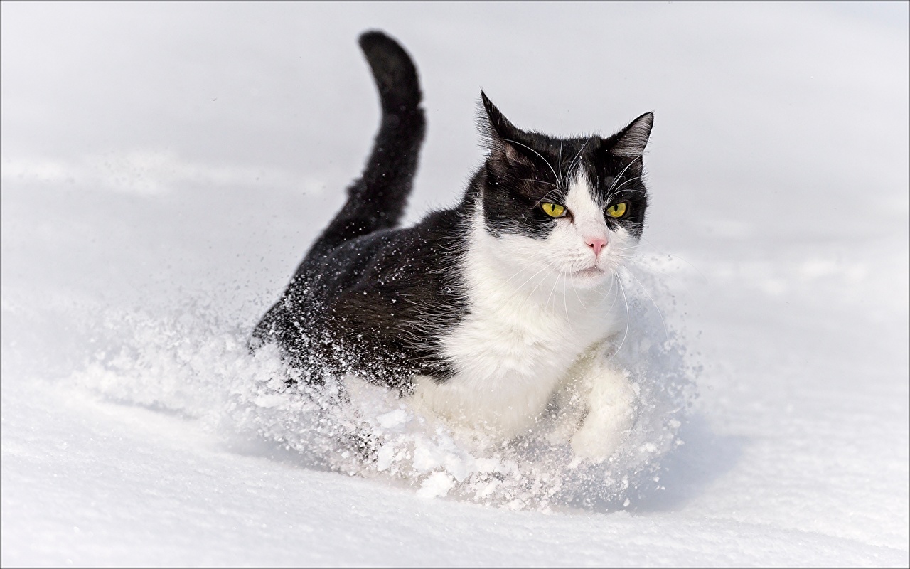 Picture cat Running Snow animal