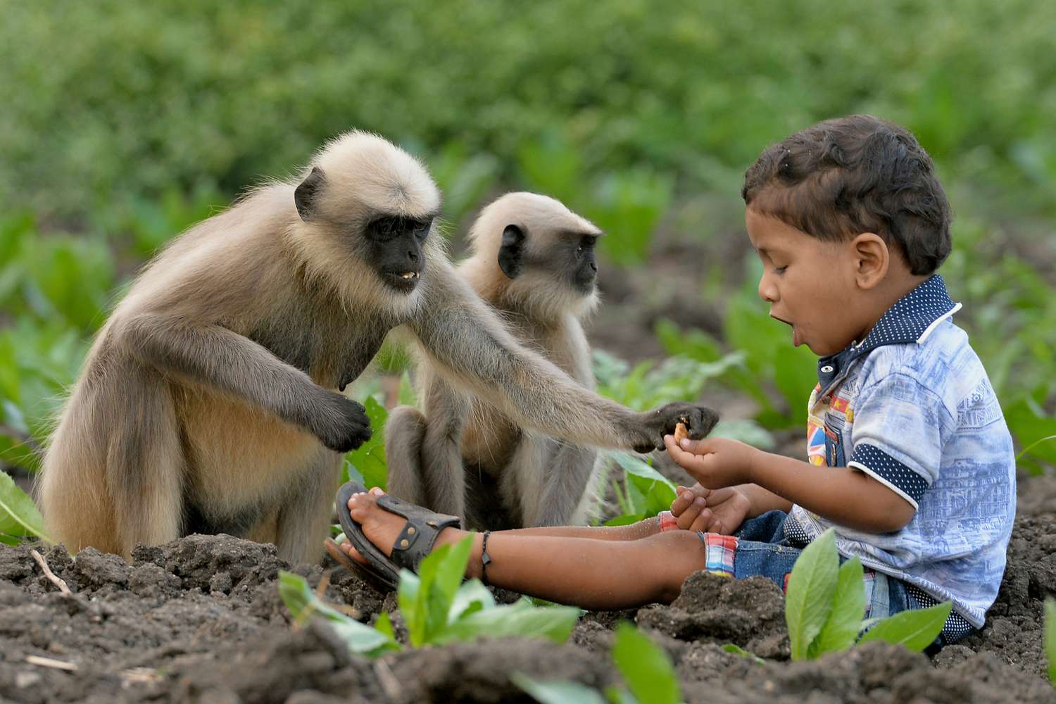 Indian Boy Friends with Monkey Gang Photo