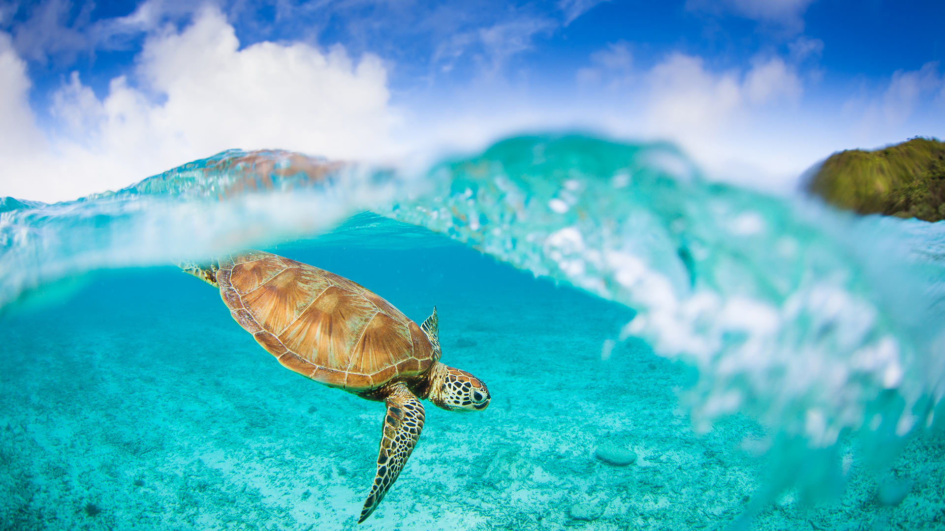 Majestic Sea Turtle HD Wallpaper: Ocean's Grace in Crystal Clear Waters