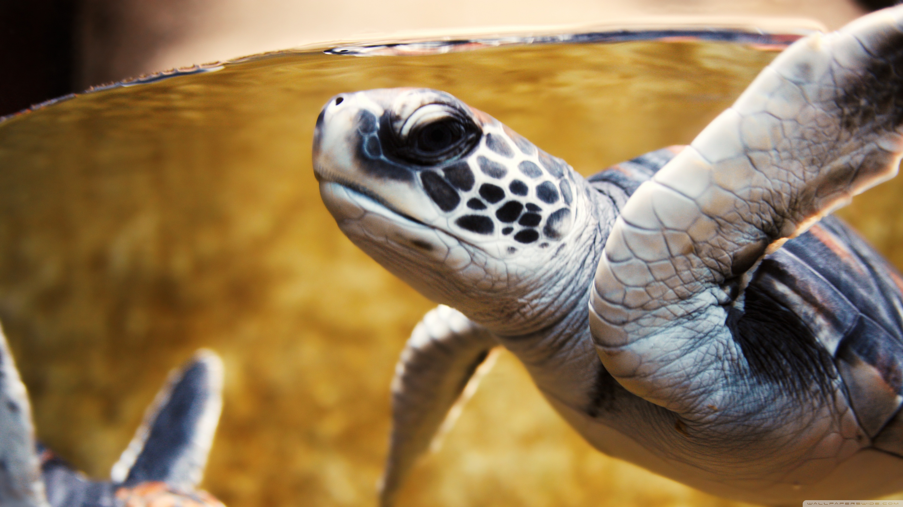 Baby Green Sea Turtle Ultra HD Desktop