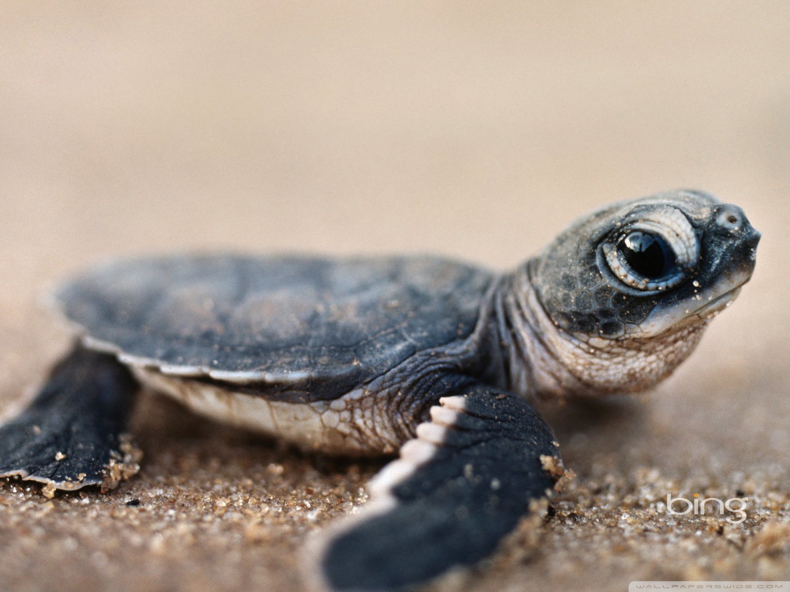 Bing Baby Turtle Ultra HD Desktop