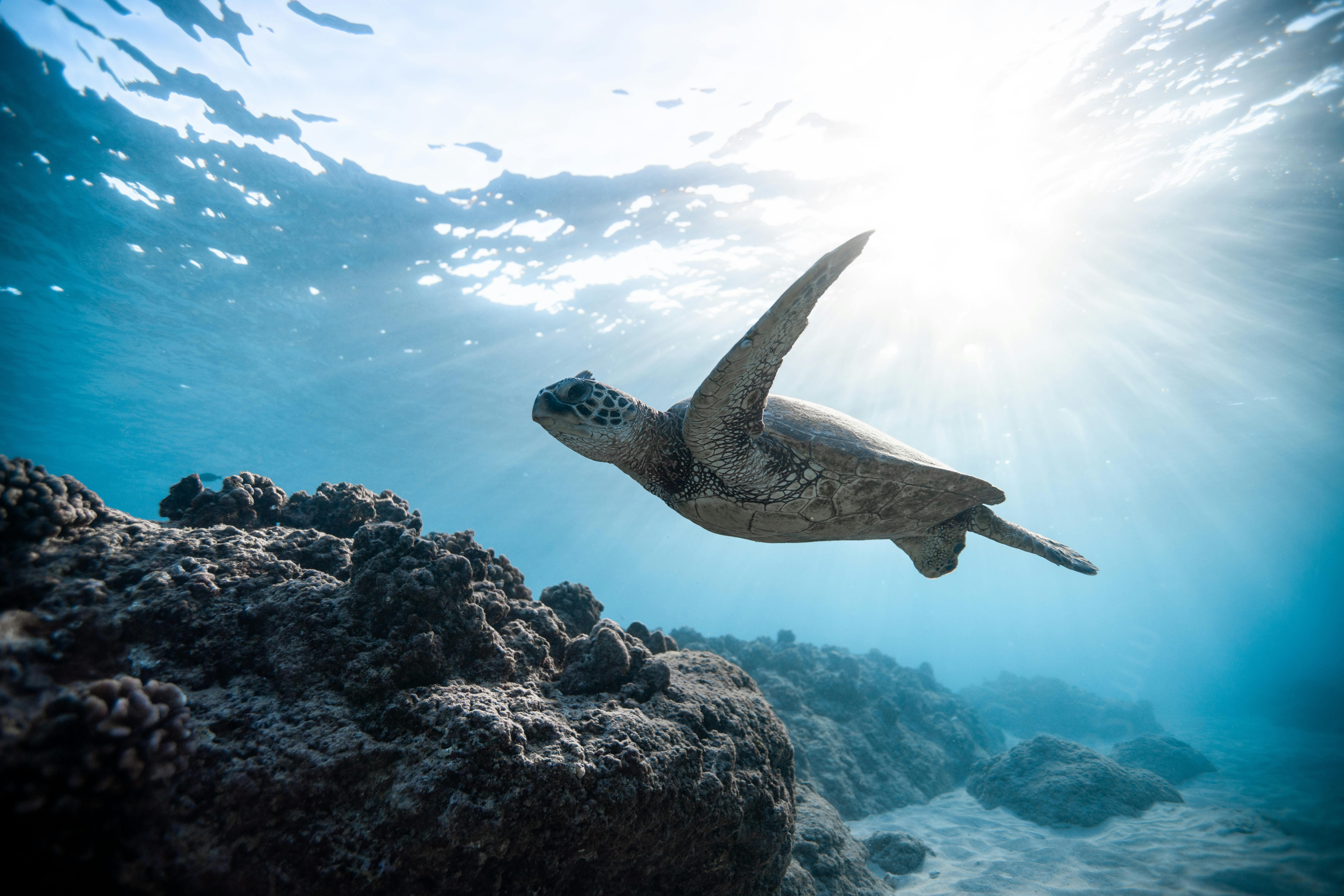 Turtle Underwater Photo, Download The BEST Free Turtle Underwater & HD Image