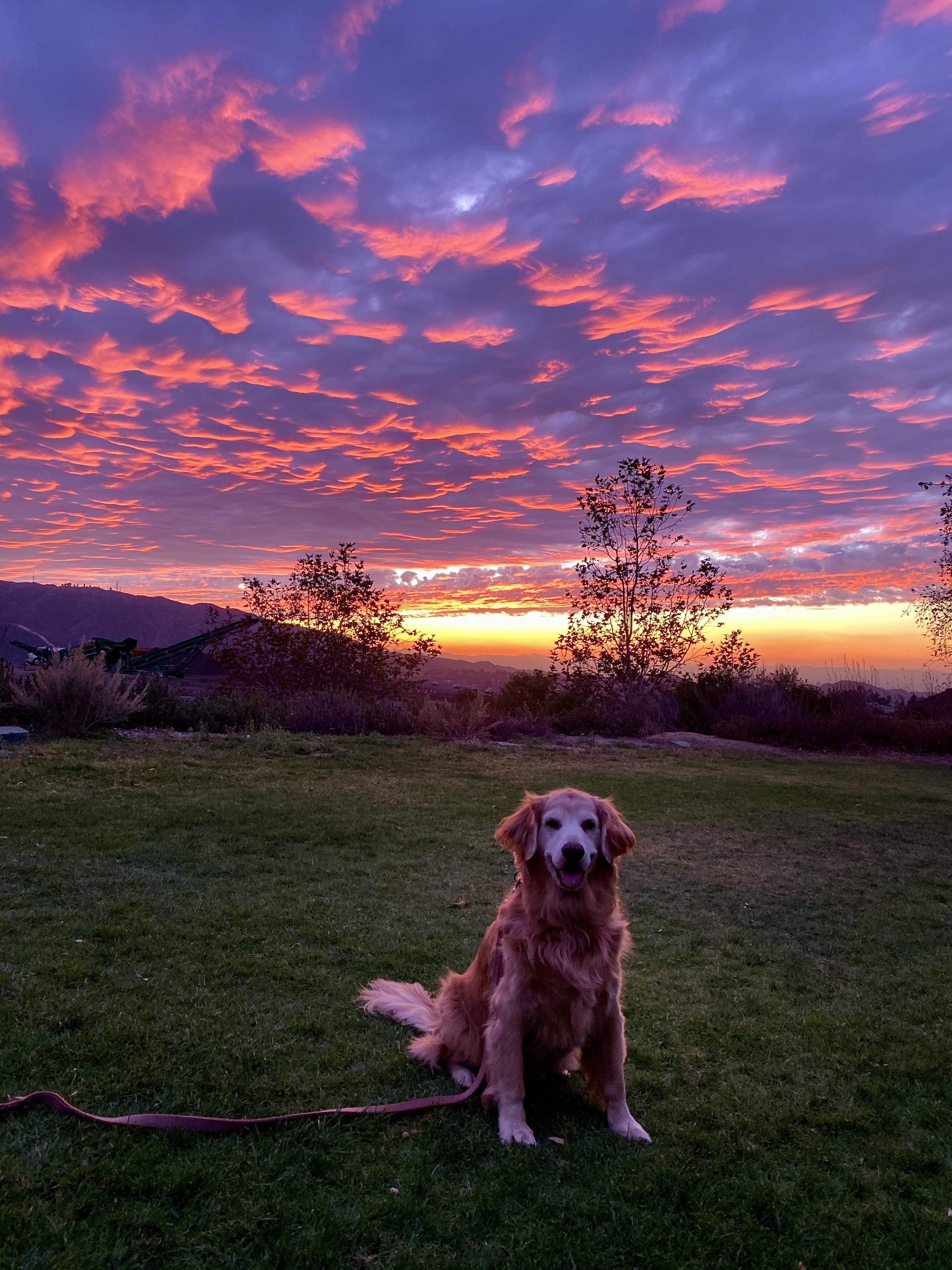 Sunset Dog Wallpapers - Wallpaper Cave