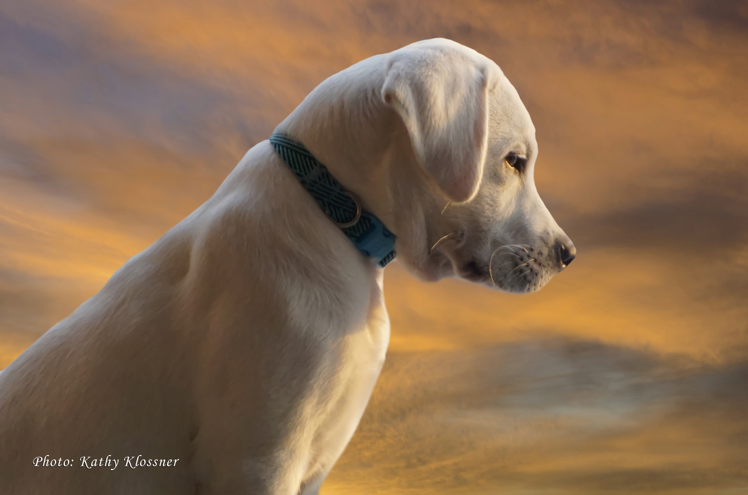 Dog Photo. Image of Dogs