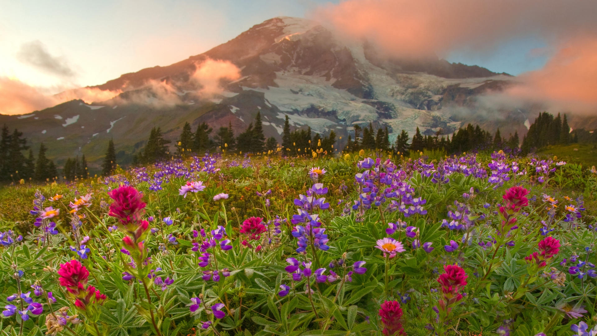 HD desktop wallpaper: Mountain, Flower
