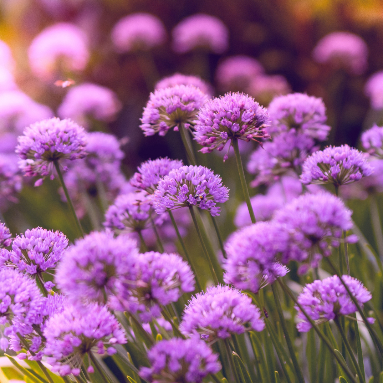 Wallpaper purple flowers, wild flowers