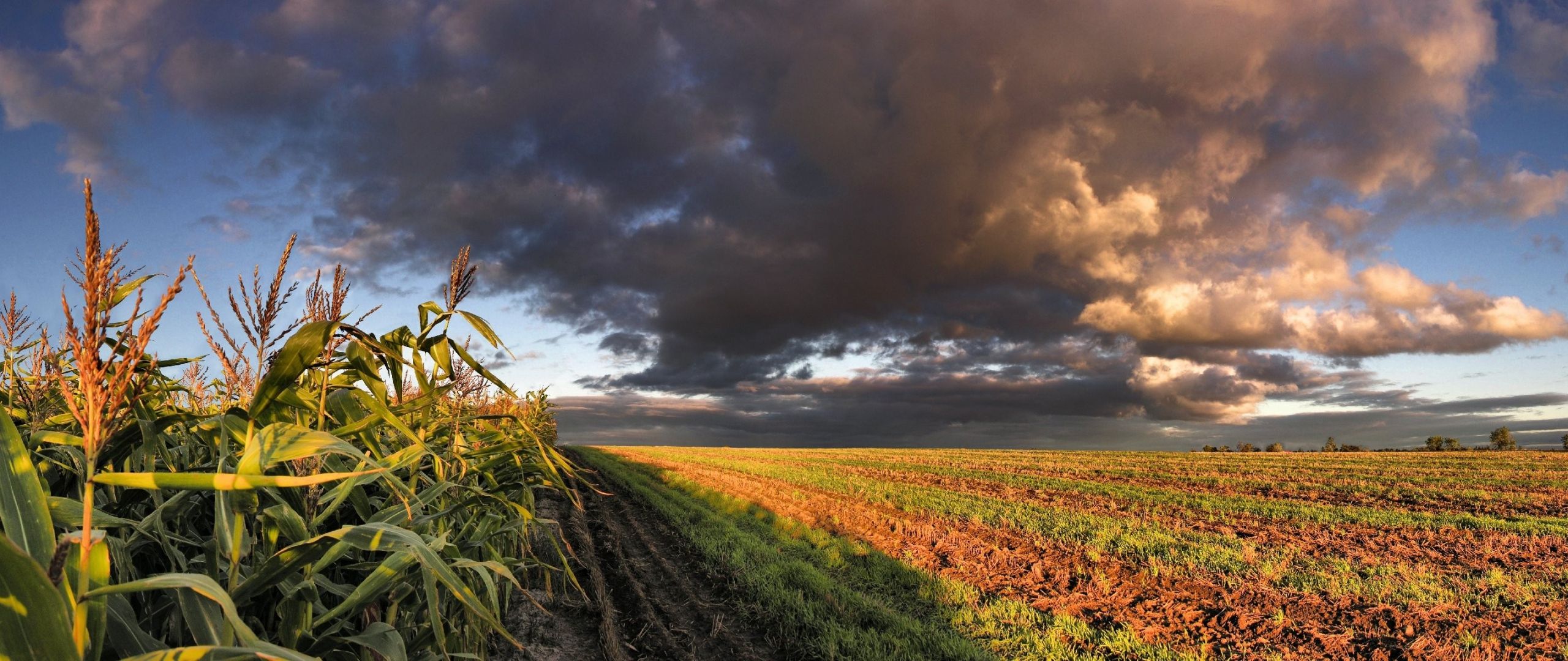 Corn Field Sky Clouds Wallpaper