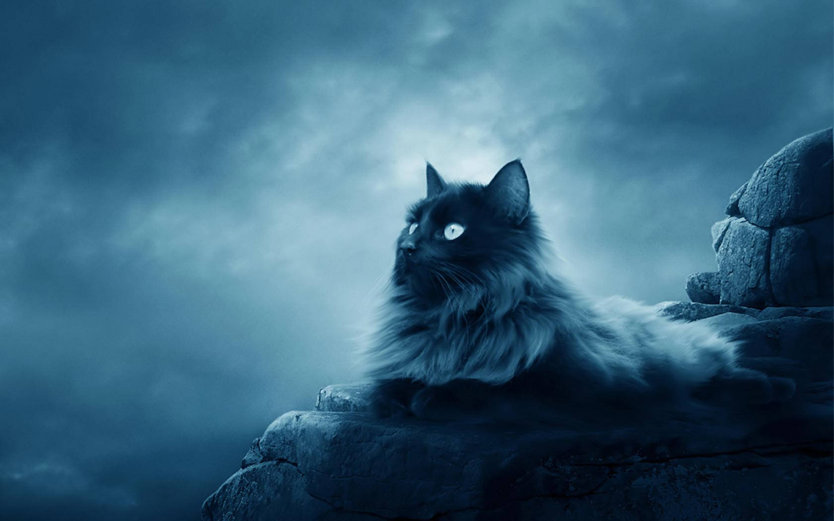 Free Aesthetic Cat HD Wallpaper