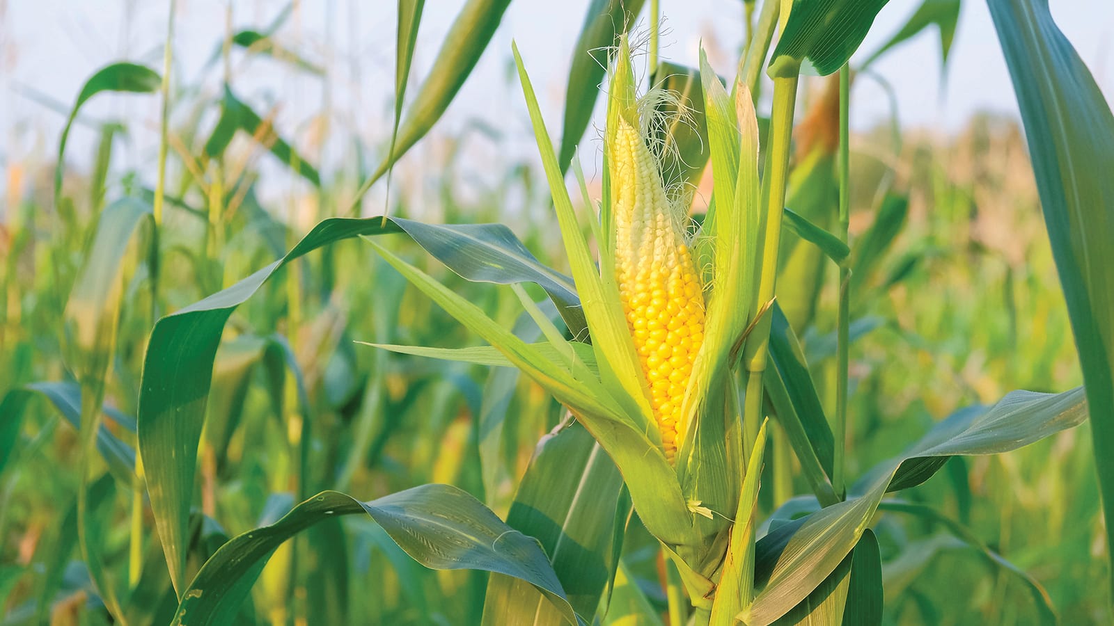 farmers growing organic sweet corn