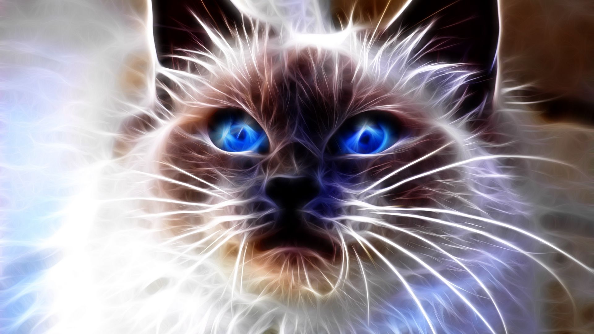 Download wallpaper 1920x1080 cat, blue