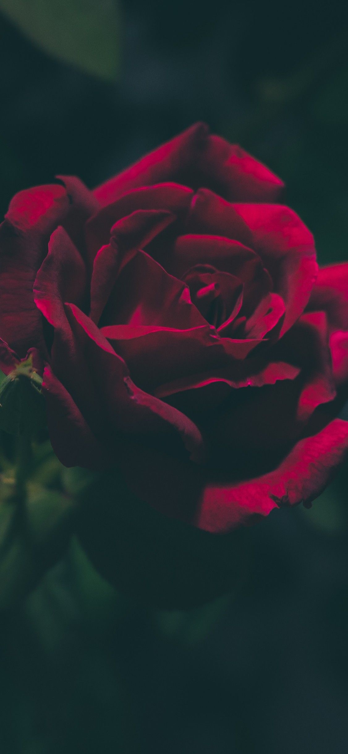 Red roses wallpaper, Aesthetic roses