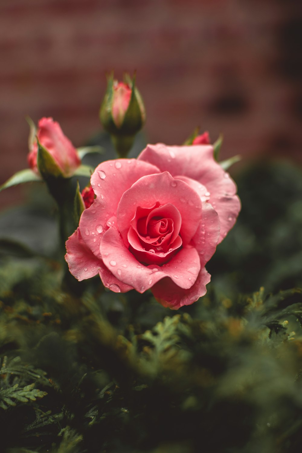 Rose Wallpaper: Free HD Download