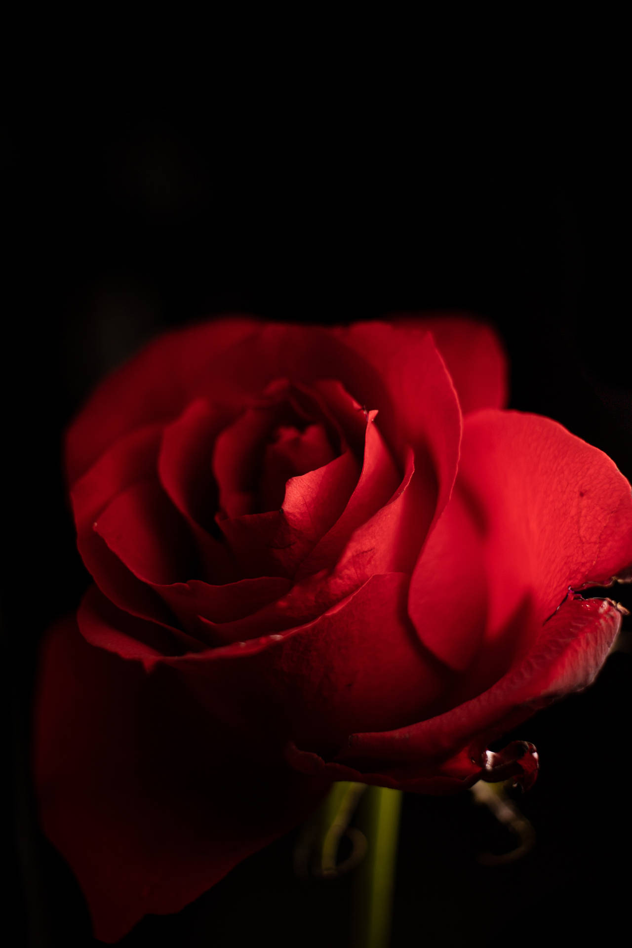 Download free Beautiful iPhone Red Rose