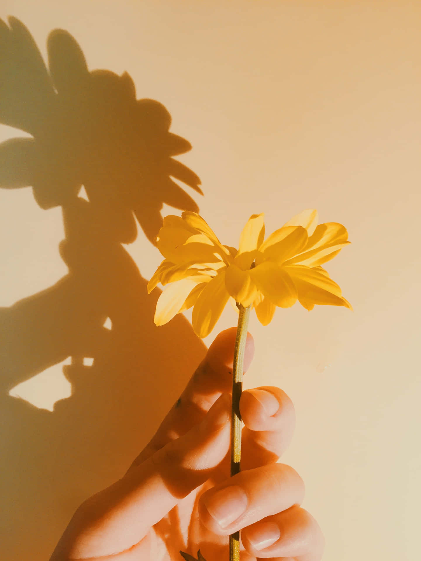Yellow Aesthetic Shadow Picture