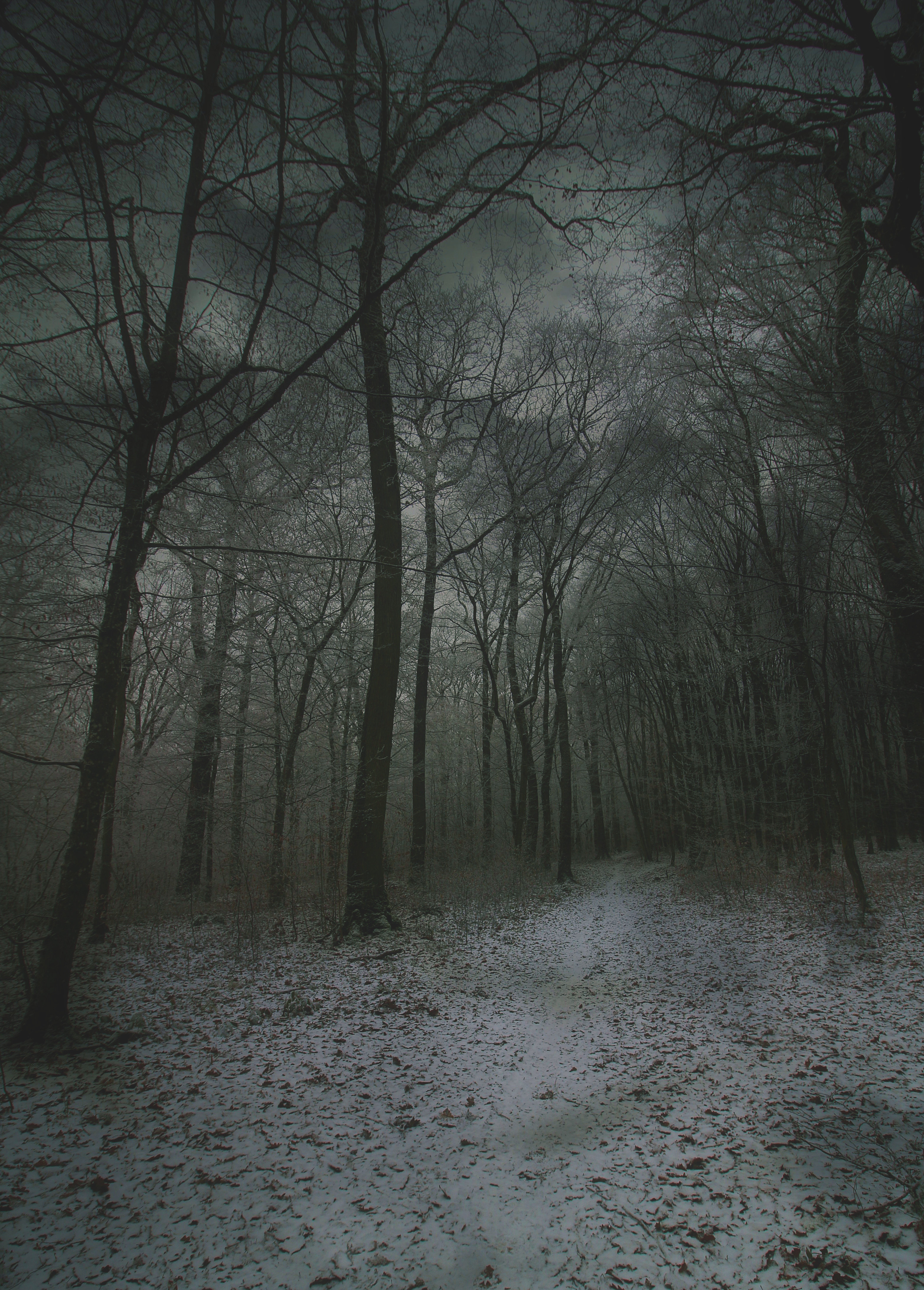 Dark, Fog, Forest, Darkness, 54276