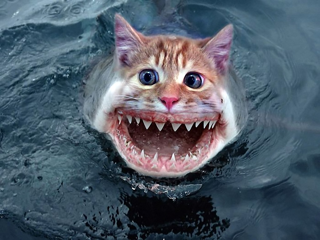 Catshark