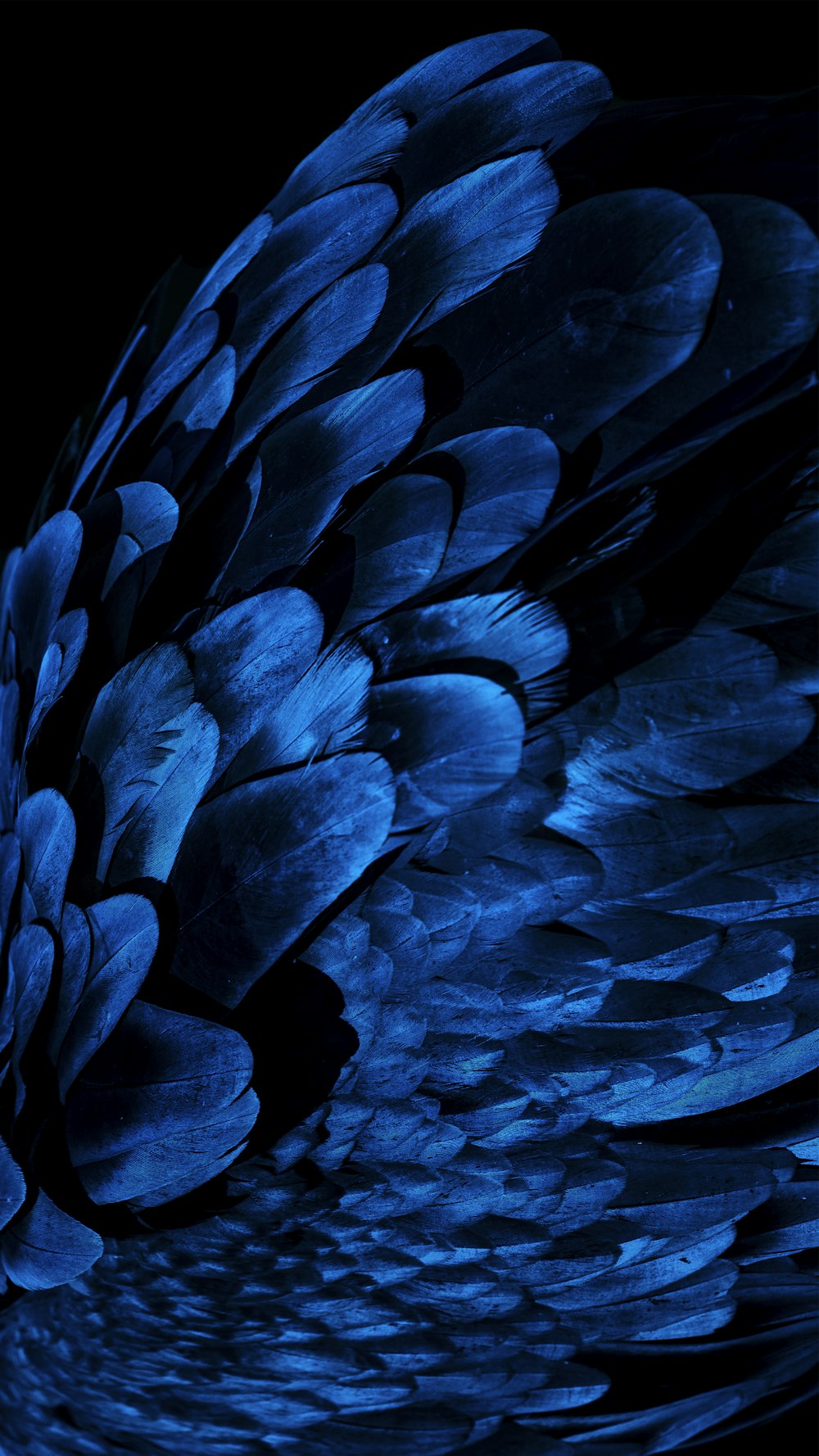 Oled Wallpaper Picture. Download Free