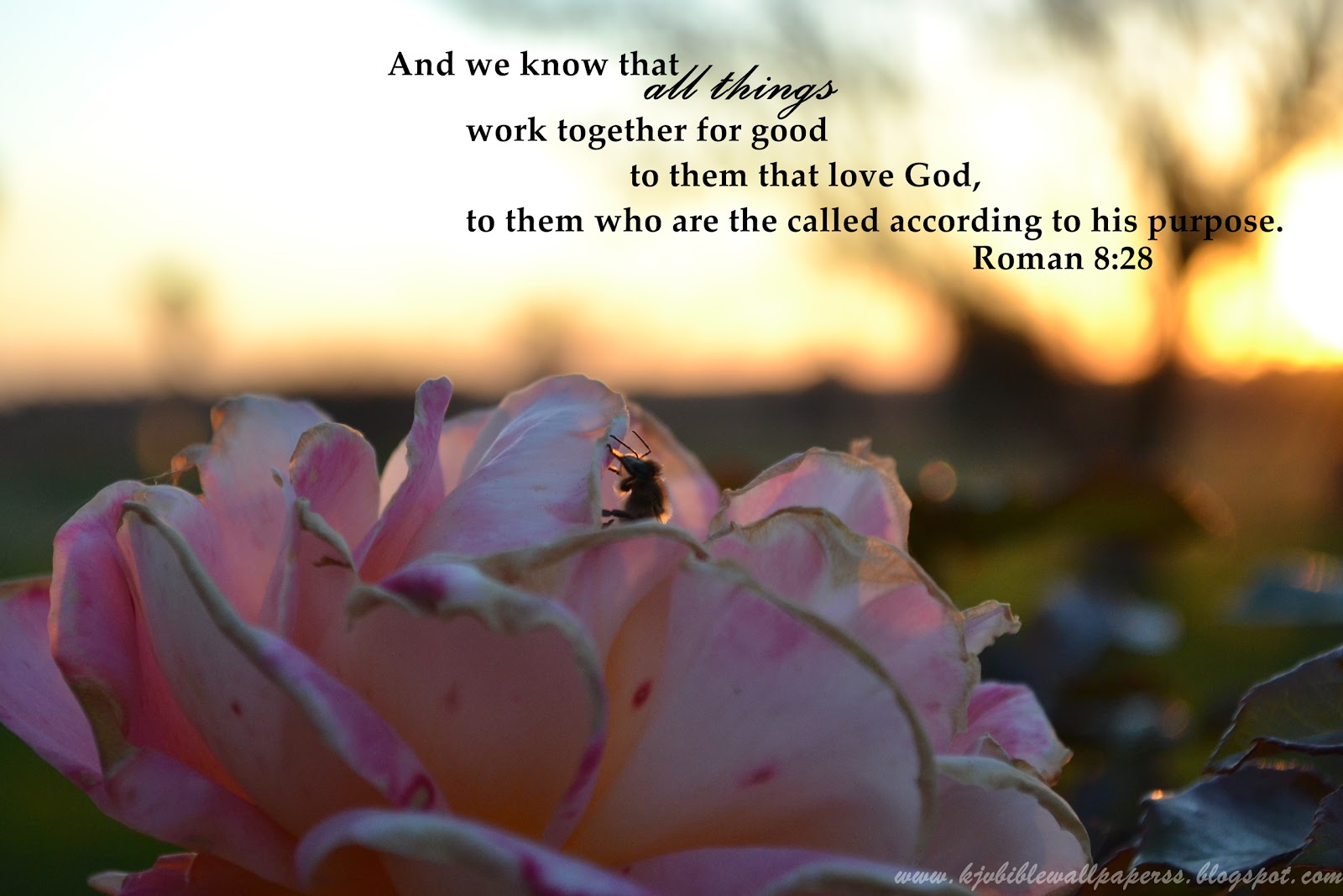 KJV Bible Wallpaper: Romans 8:28