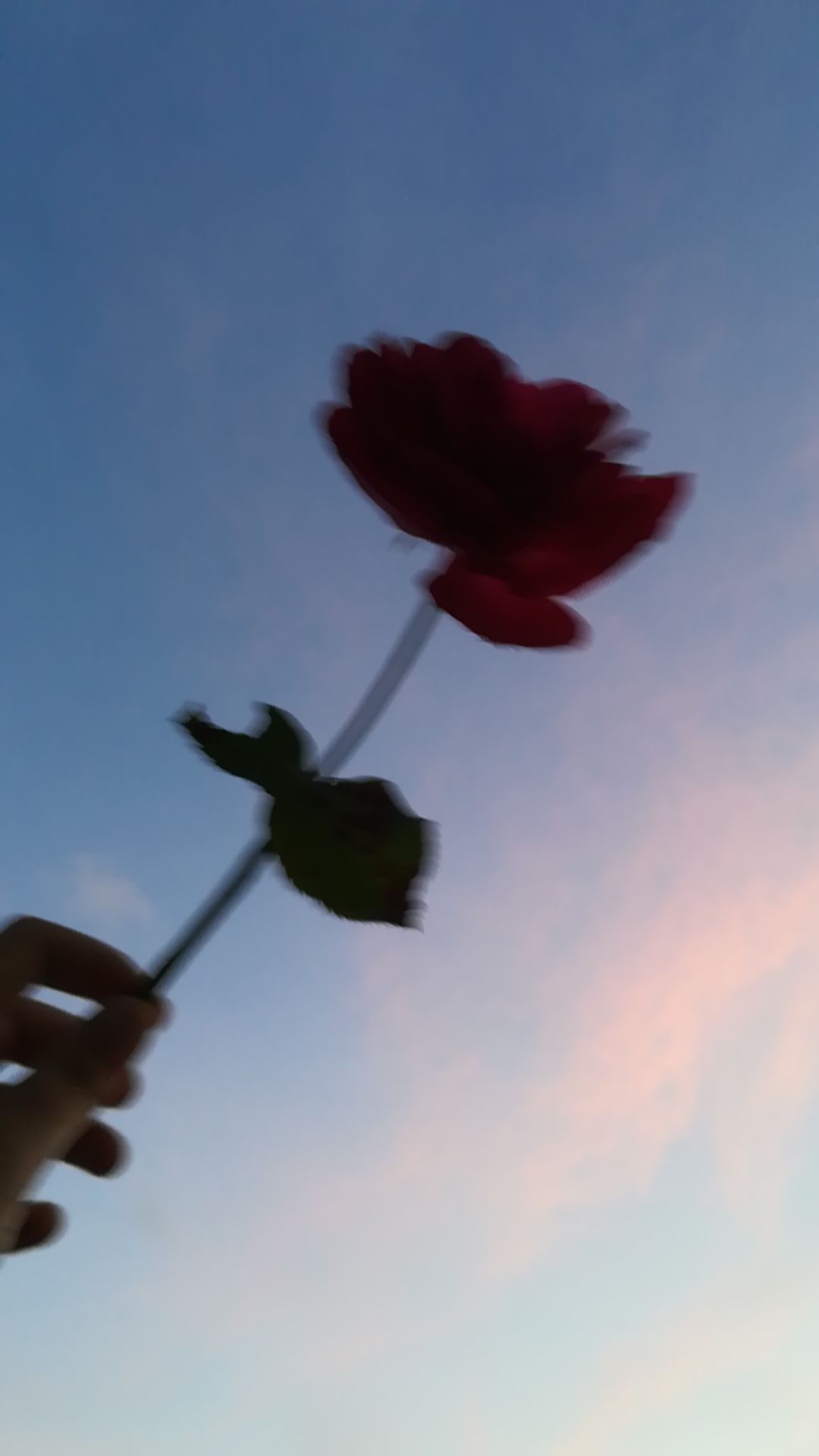 Flower aesthetic, Aesthetic roses