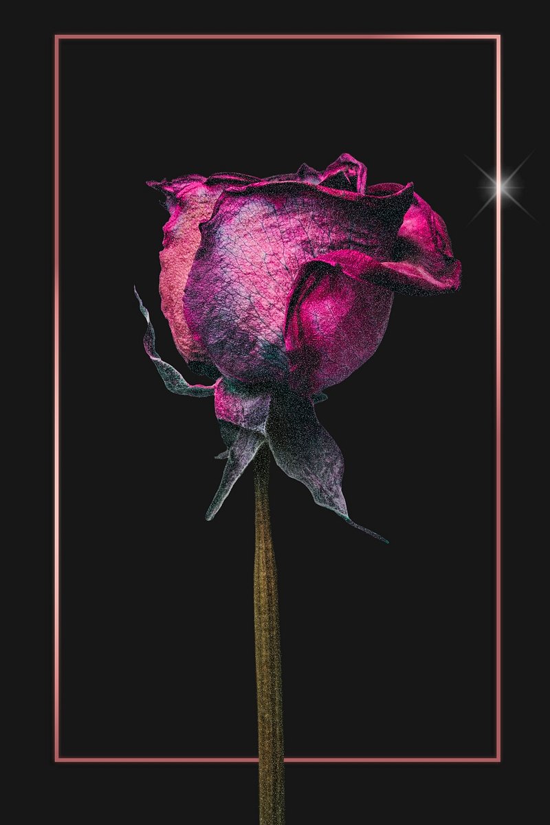 Dead Rose Aesthetic Wallpapers Wallpaper Cave 3016