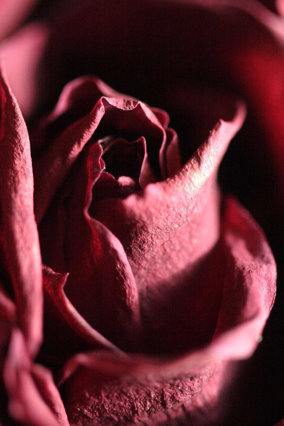 Free of Dead Red Rose