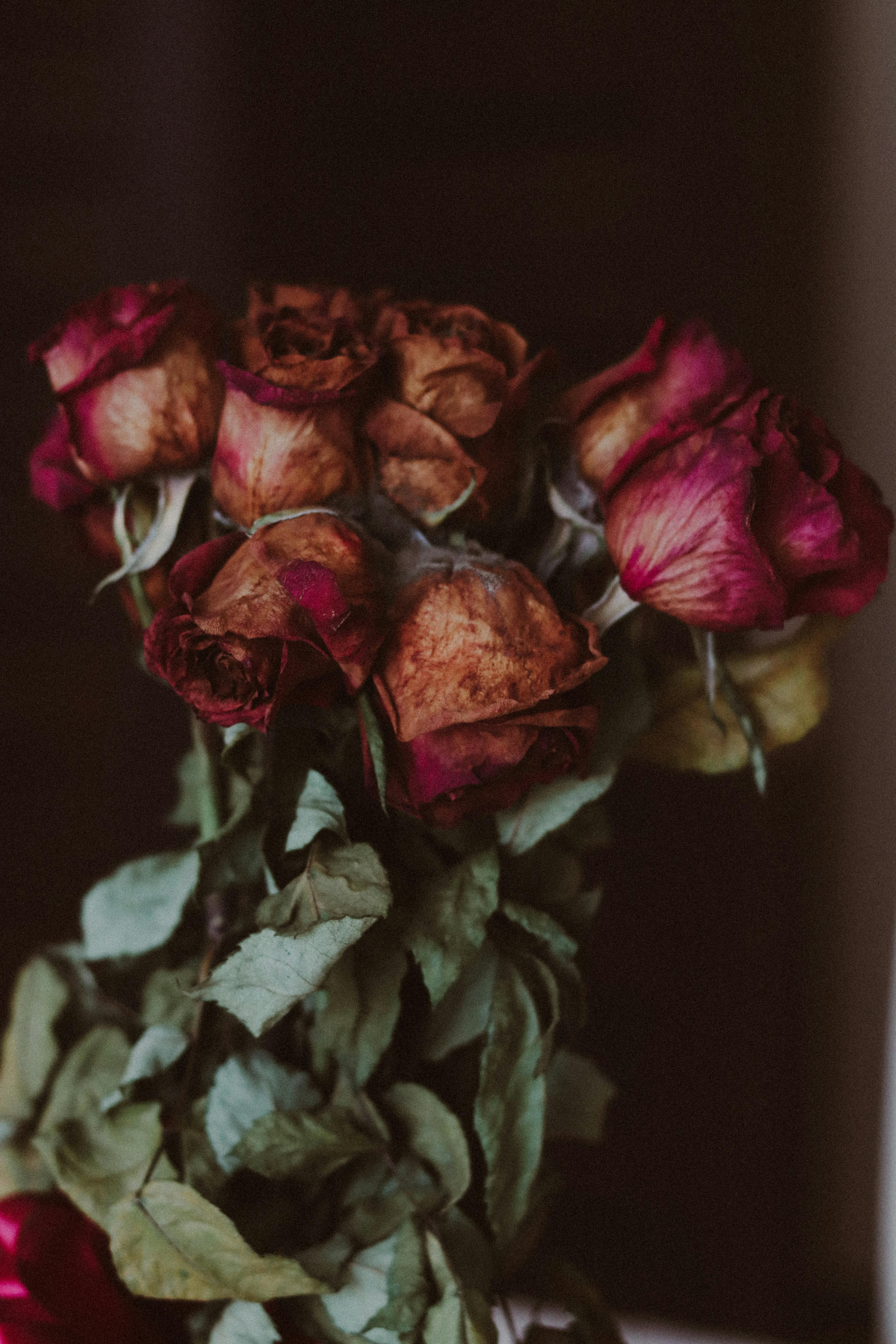 Red Roses in Bag · Free