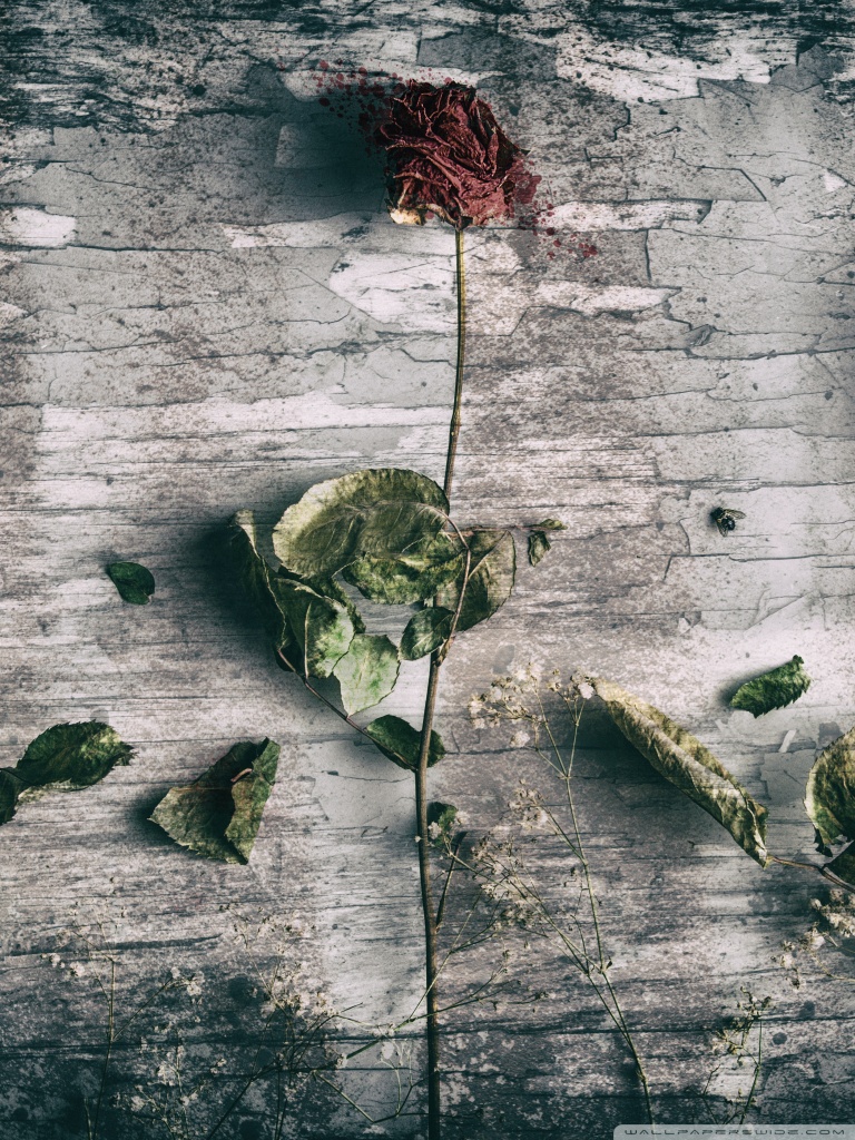 Desktop Background Wallpaper