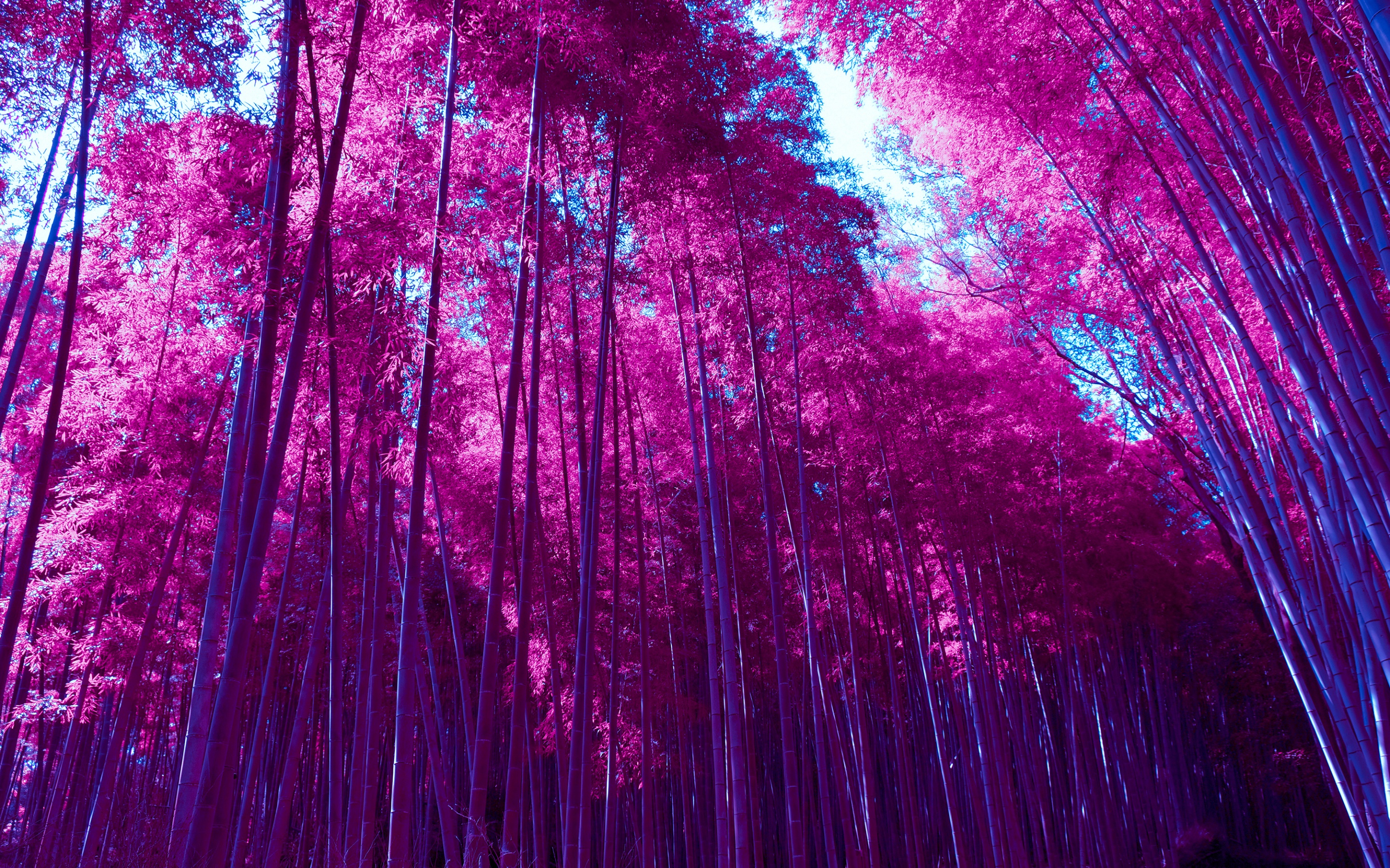 Arashiyama Bamboo Grove Wallpaper 4K