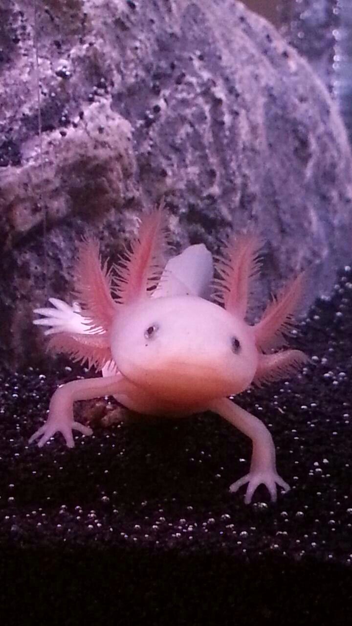 Pink Lecuistic Juvenile Axolotl