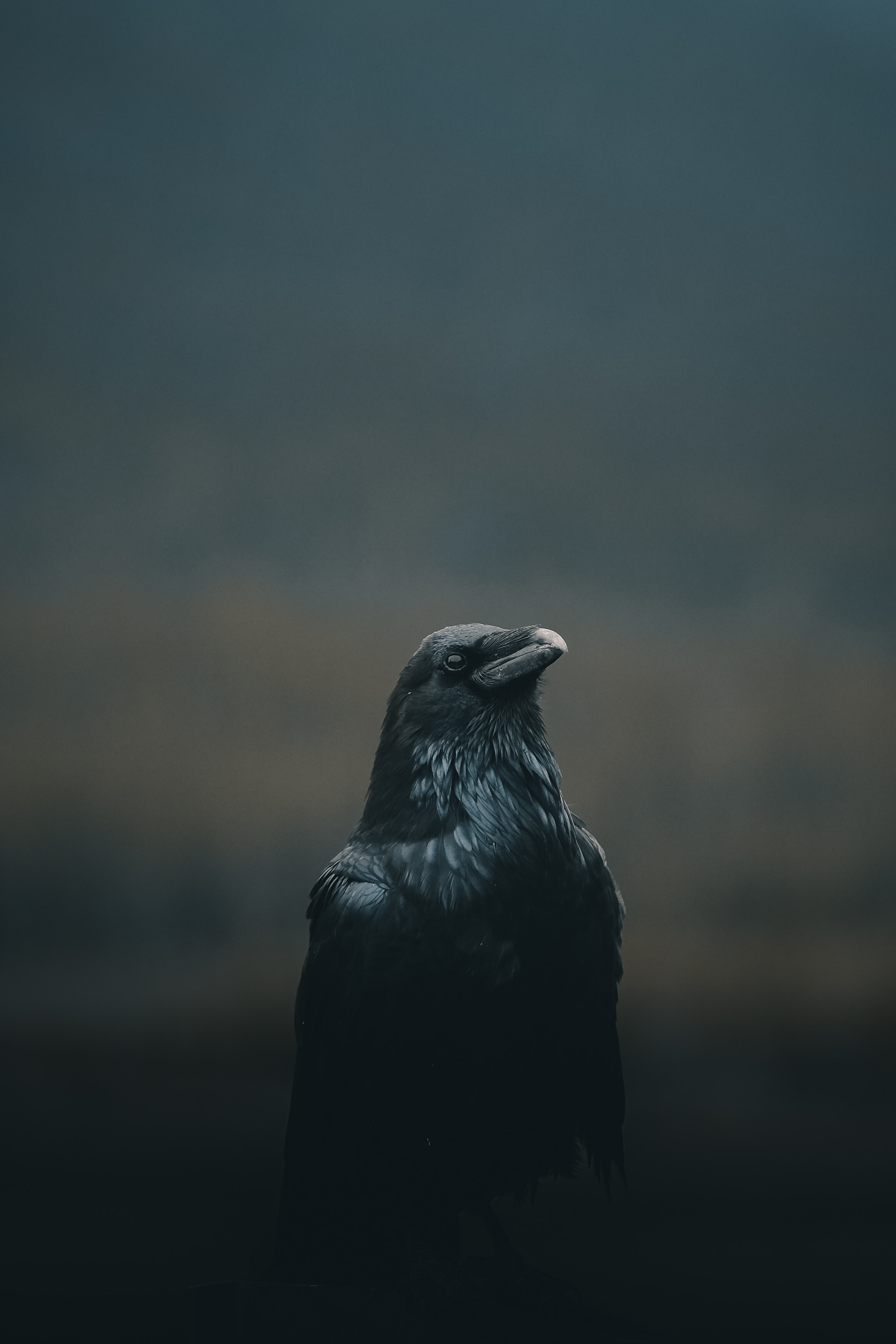 Download Crow wallpaper for mobile