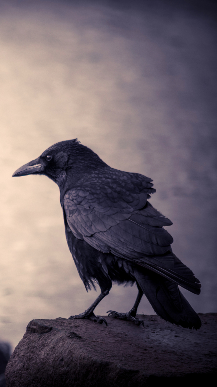 Crow Phone Wallpaper