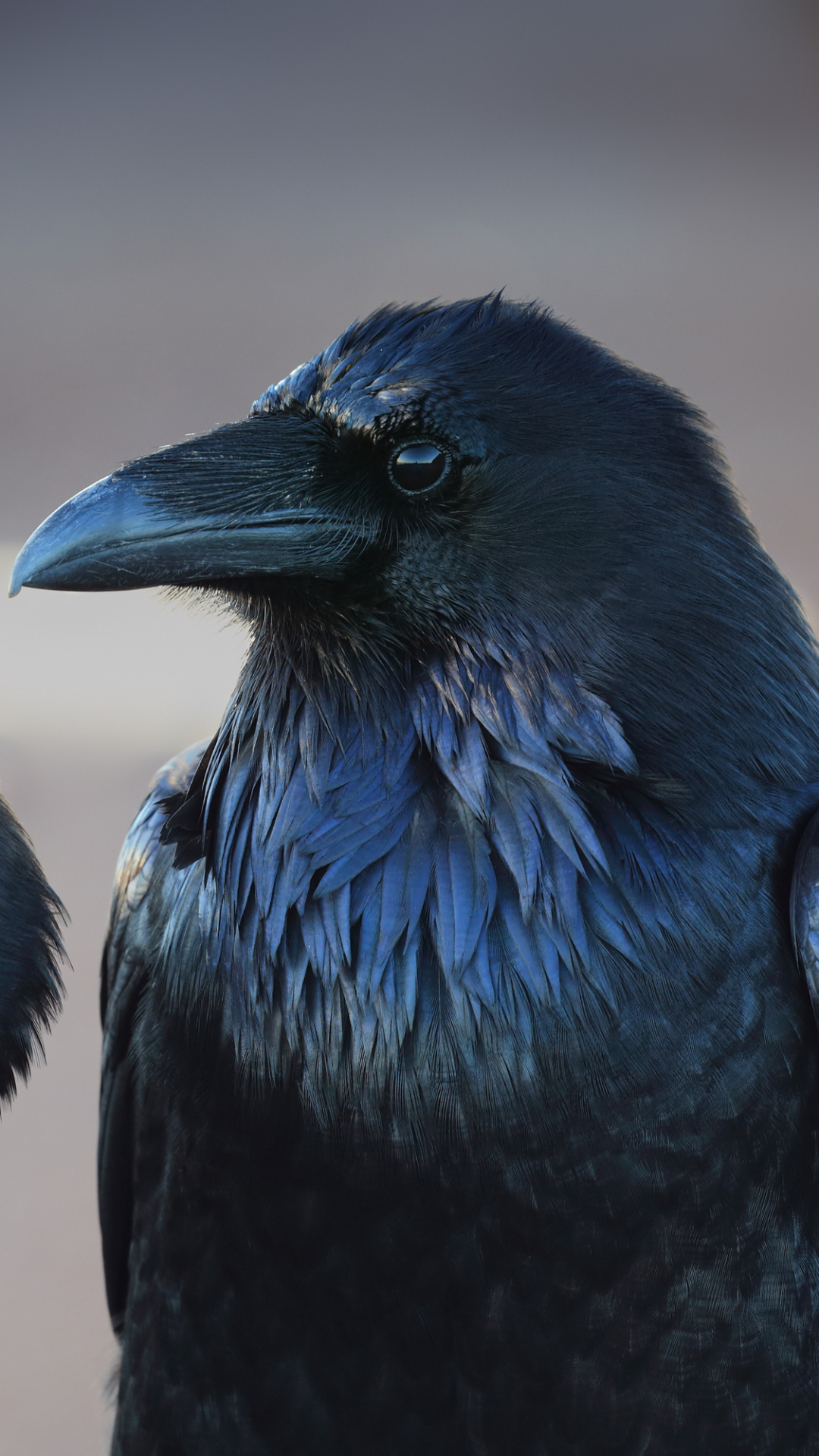 Black Bird Animal Crow Phone Wallpaper