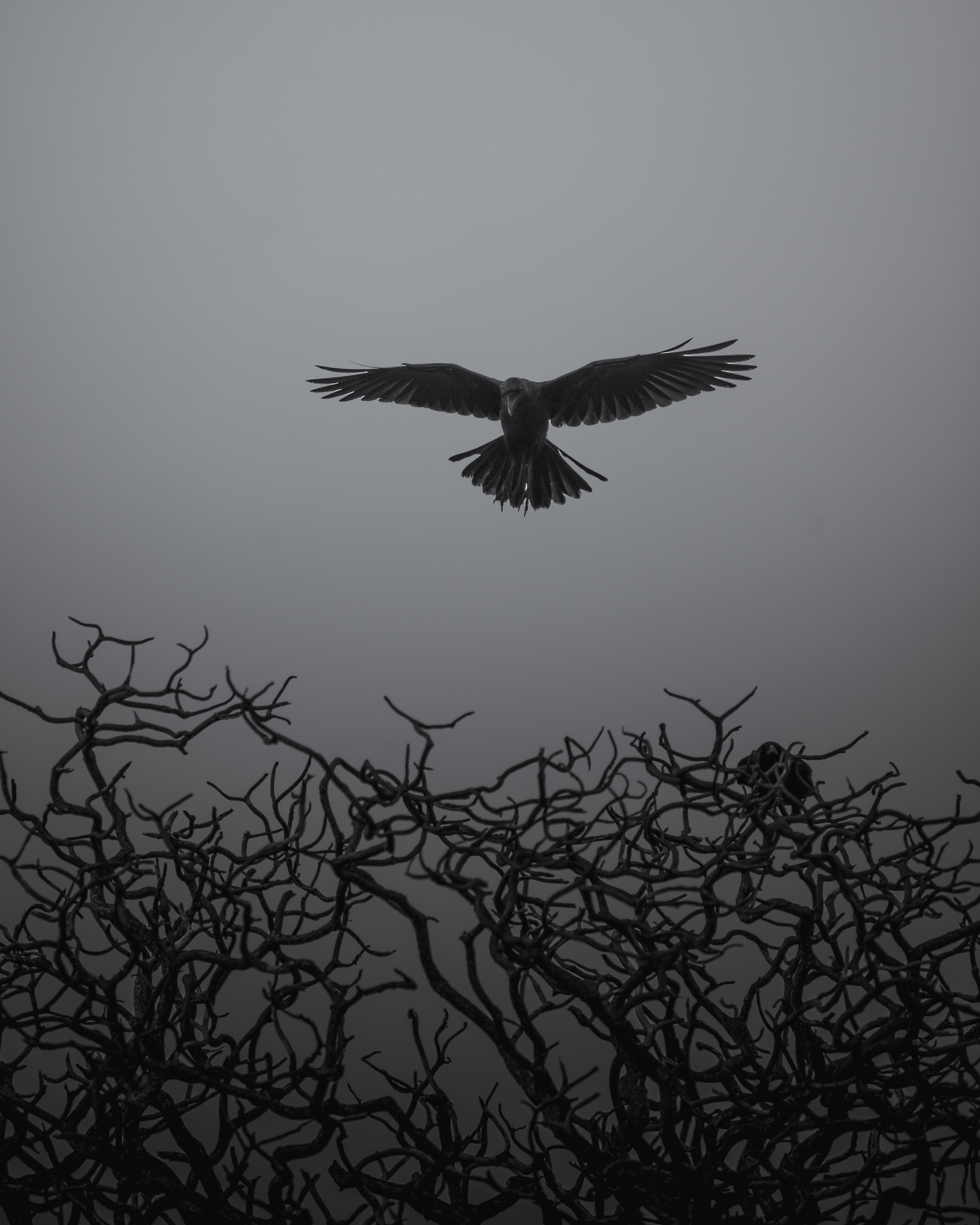 Download American Crow wallpaper