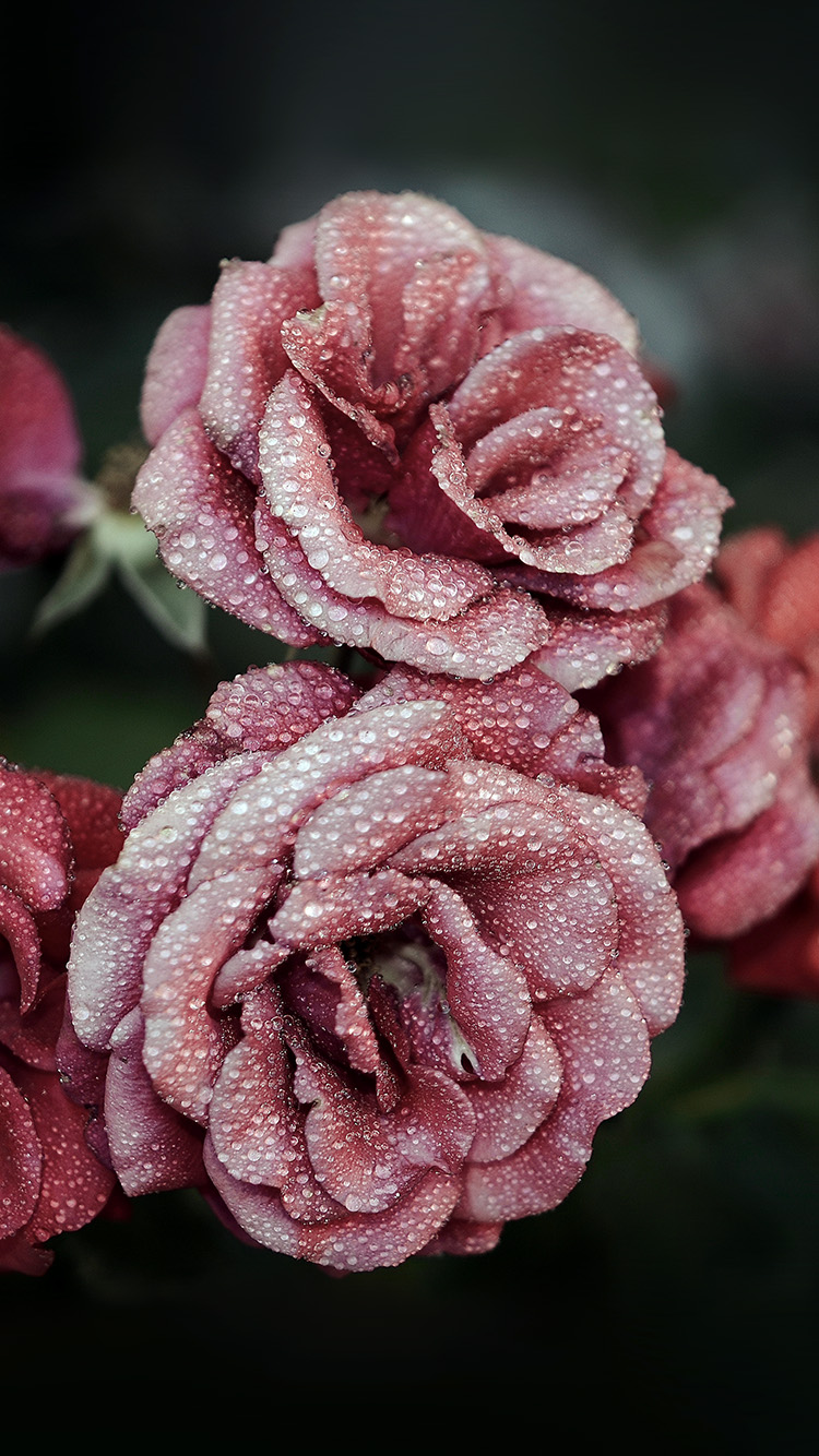 Rose Pink Raindrop Flower Summer