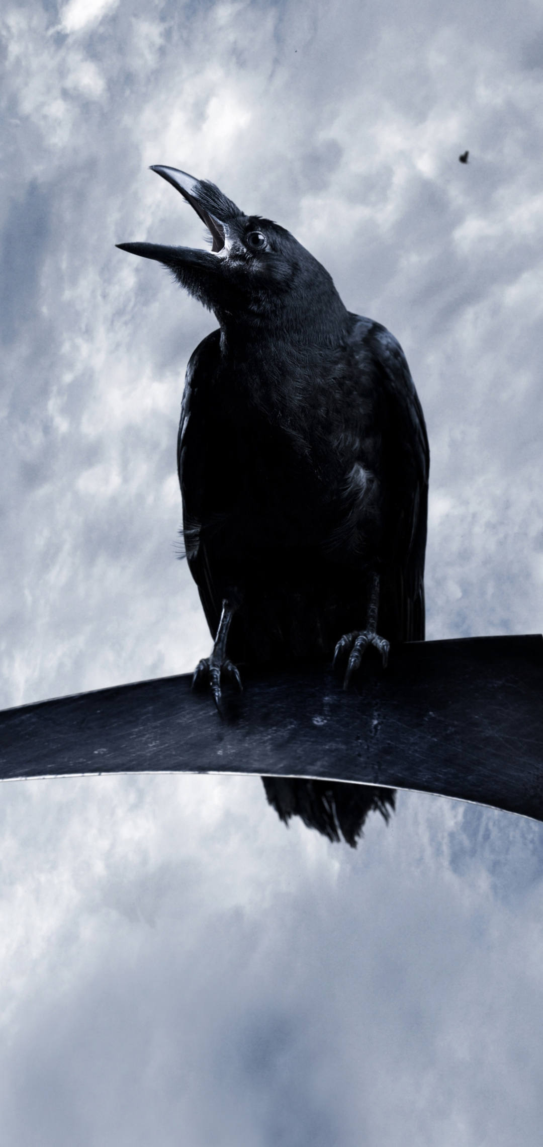 Bird, Animal, Raven, Crow, 1165197