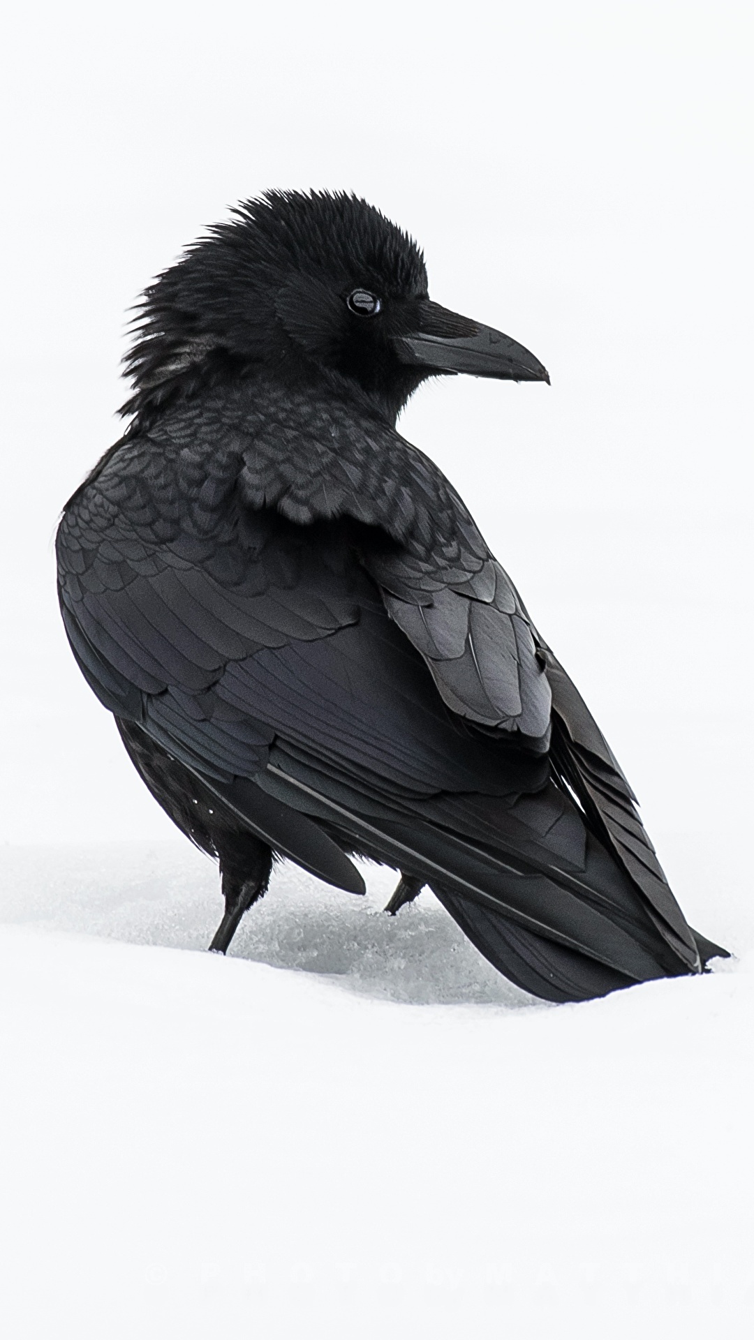 Wallpaper bird Crows Animals White