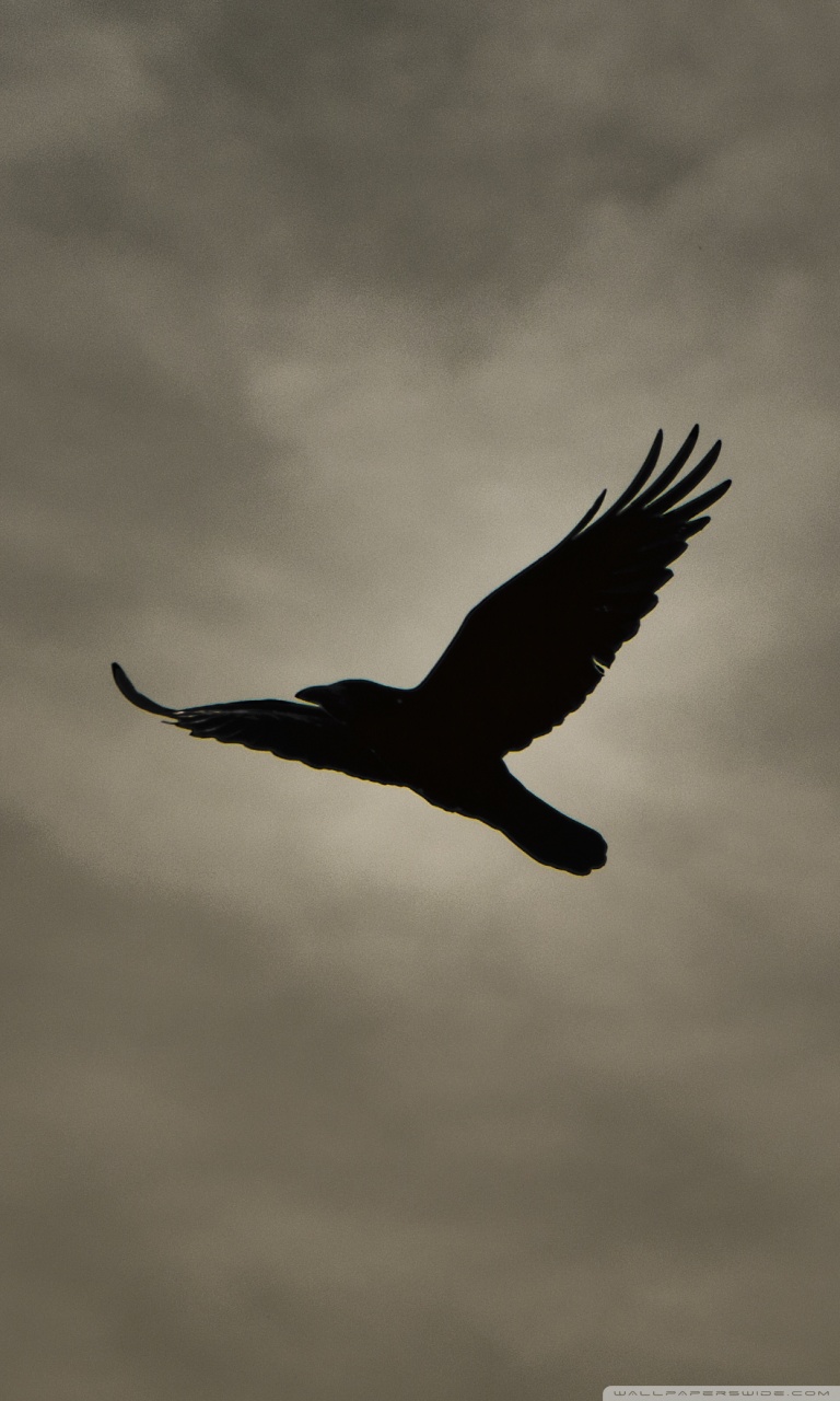 Crow Flying Silhouette Ultra HD Desktop