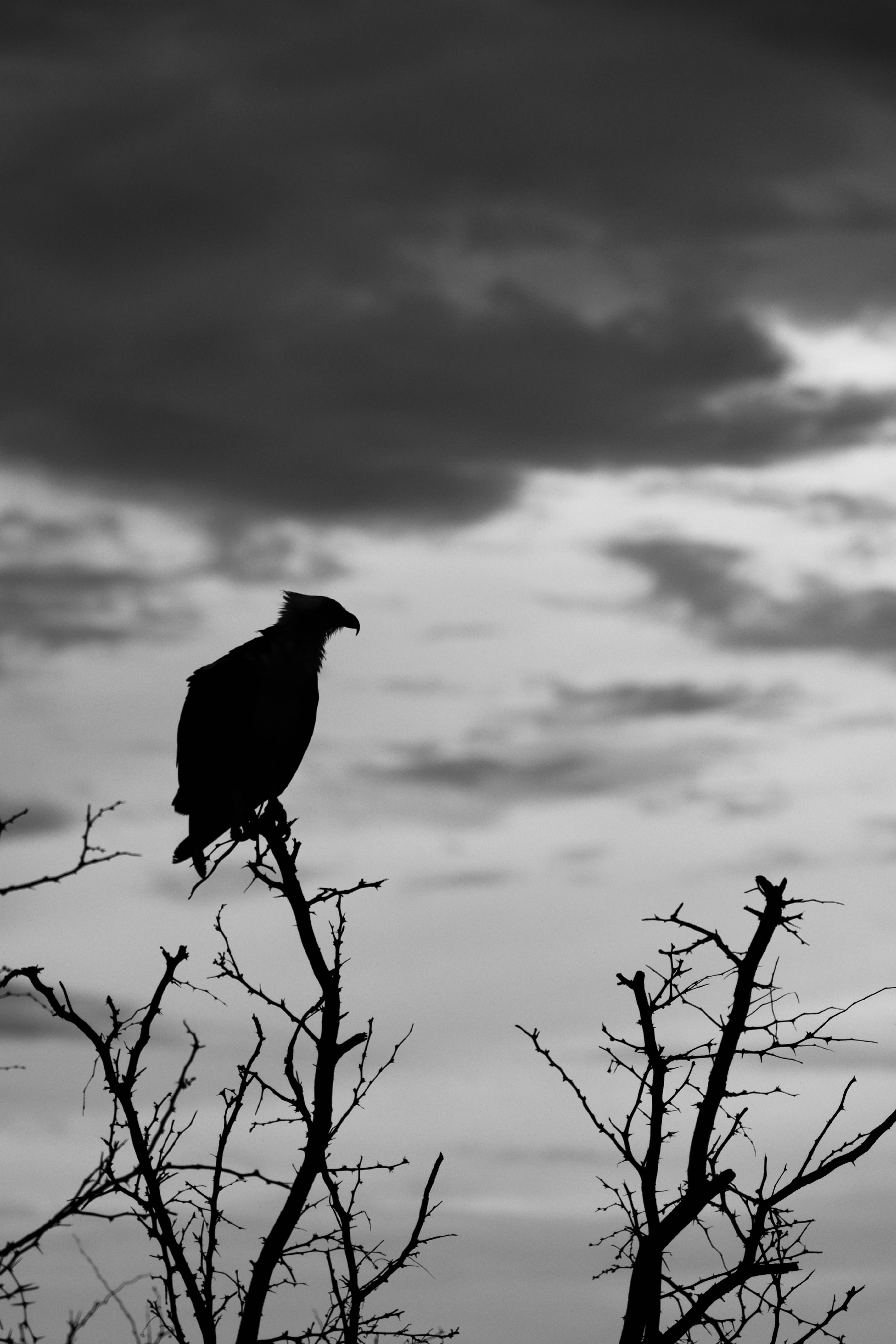 Crow Flying on the Background of a