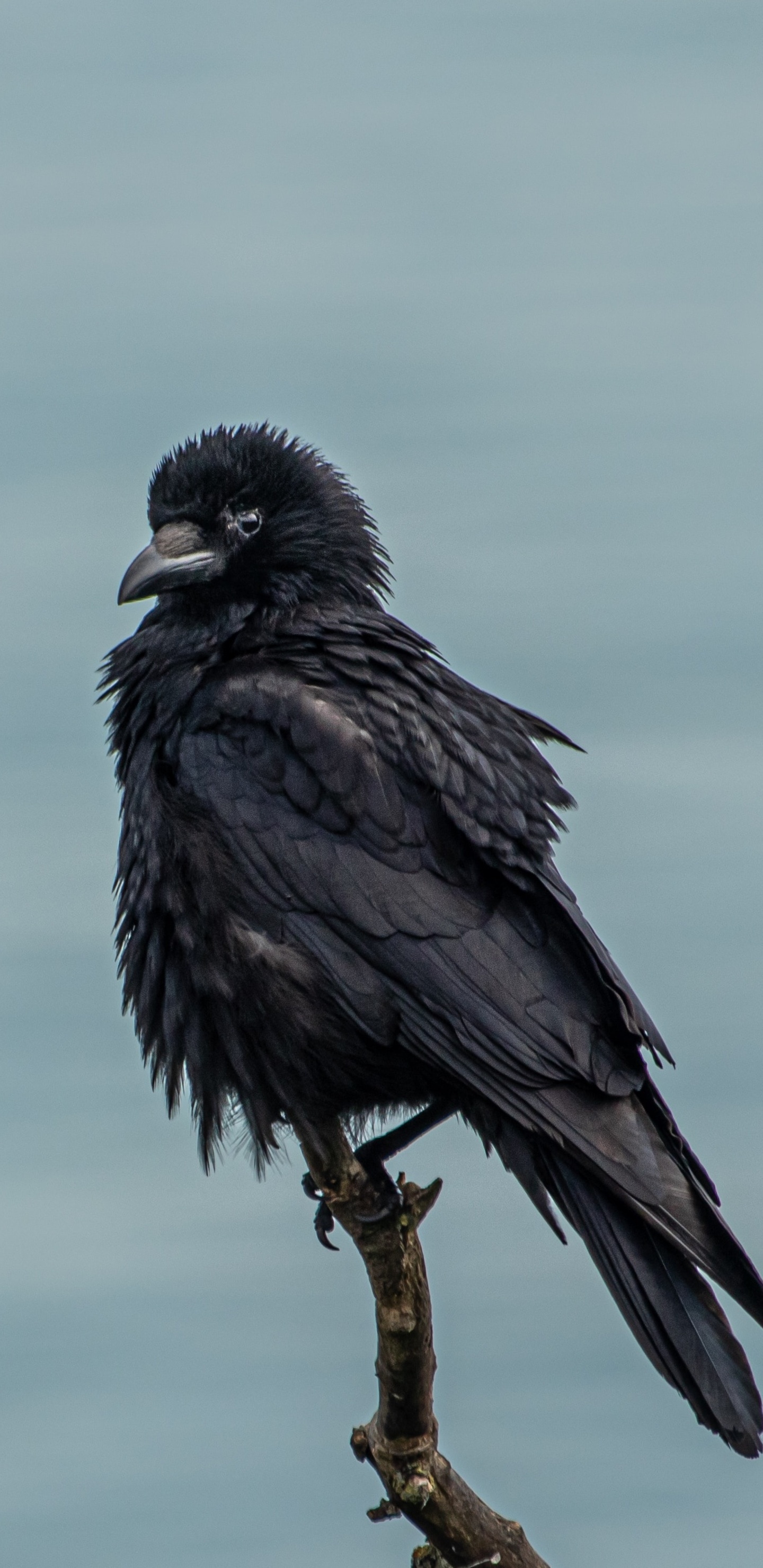 Crow 4k Samsung Galaxy Note 9