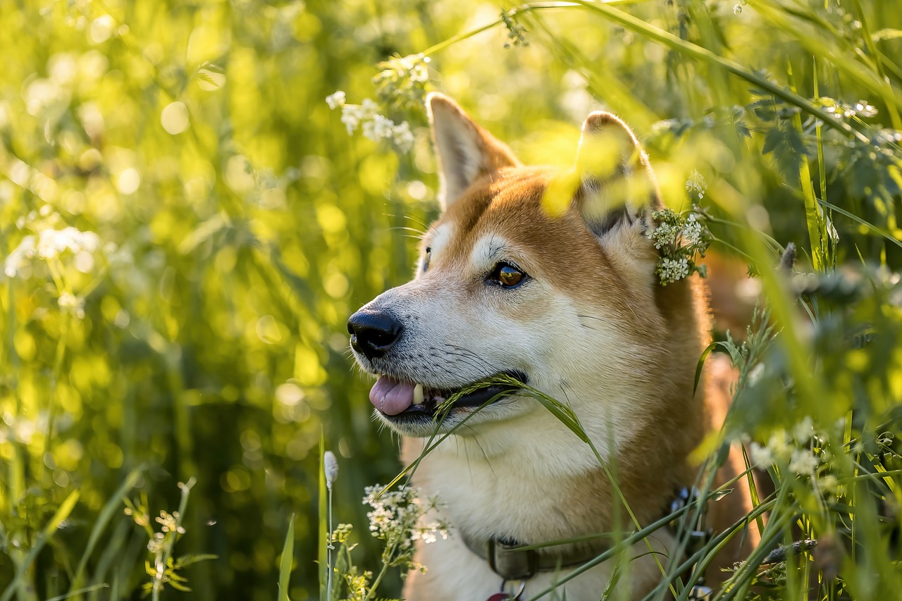 Free Shiba Inu & Shiba Image