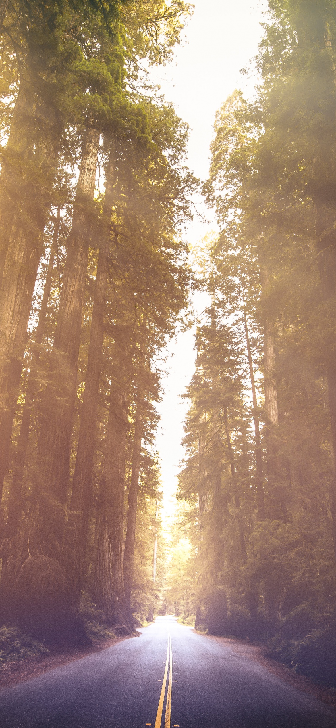Redwoods National Park Wallpaper 4K