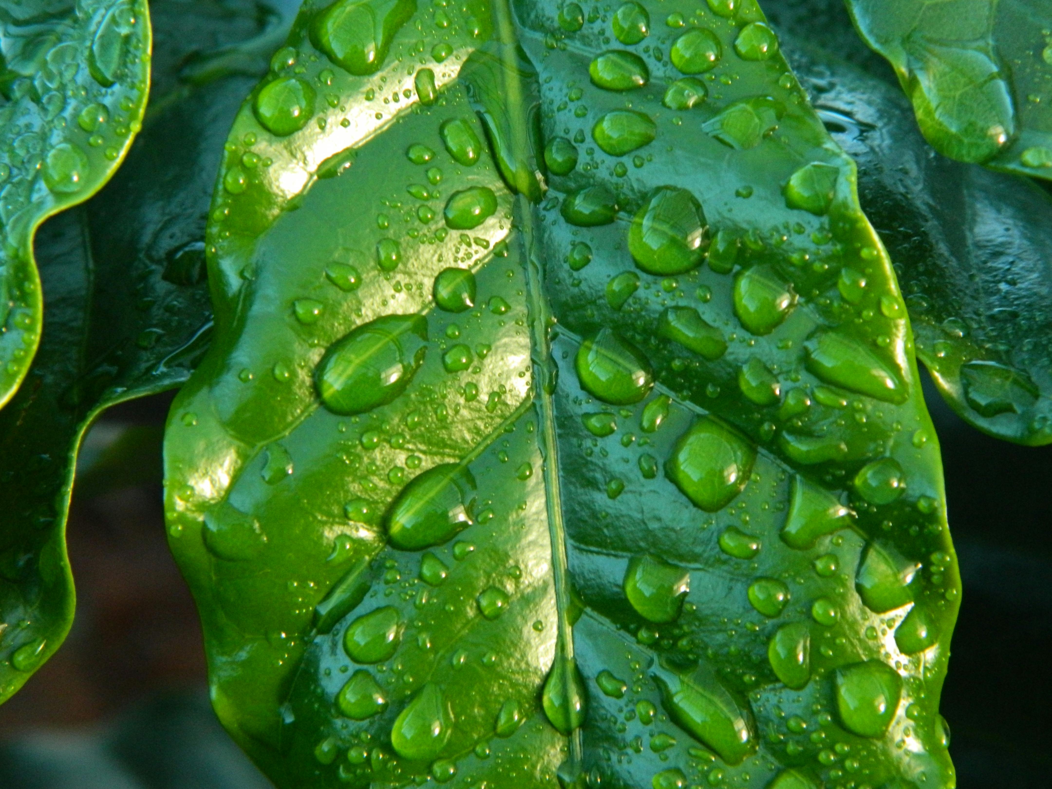 Rain Drops On A Leaf Photo, Download