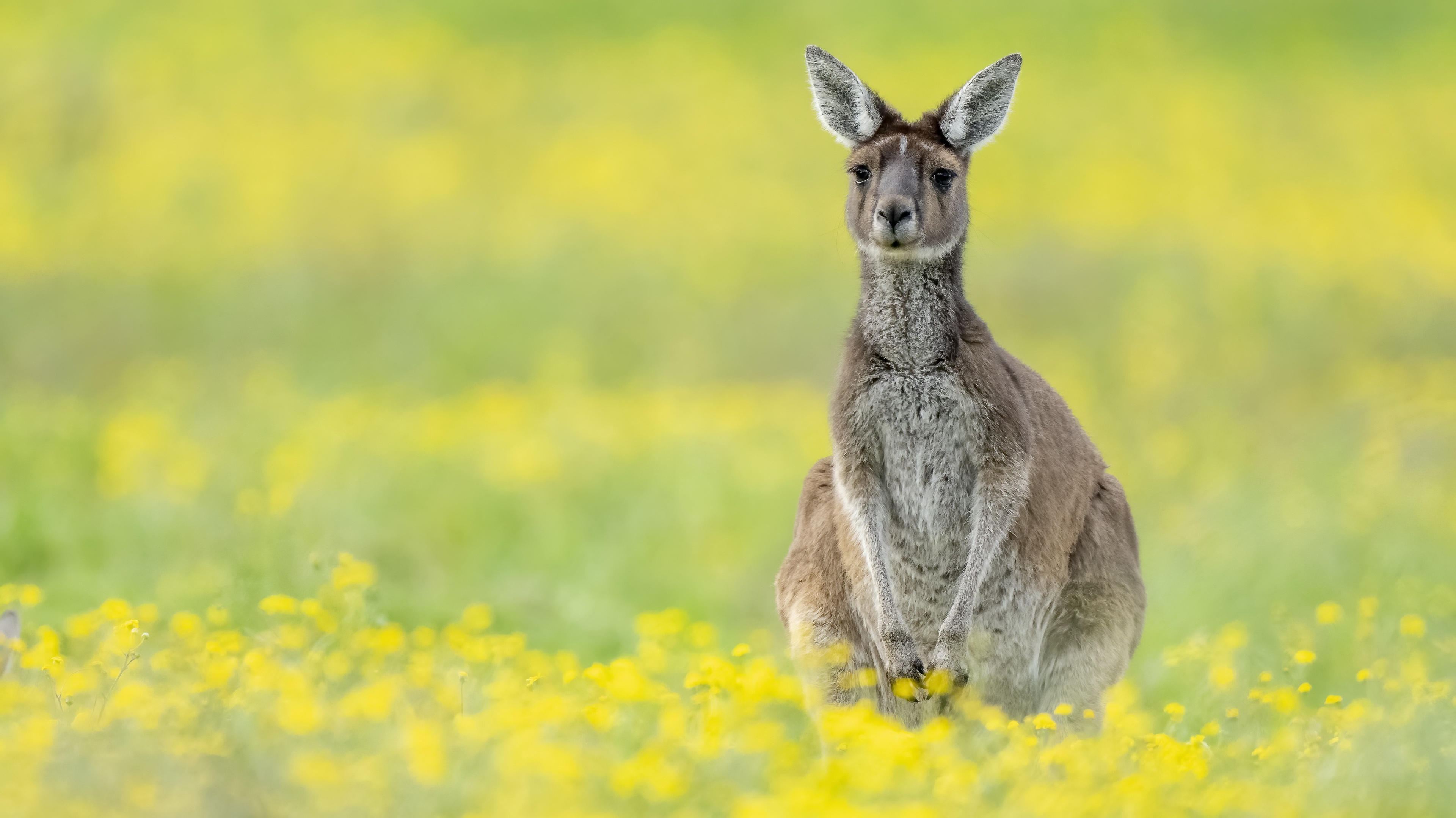 Animal Kangaroo 4k Ultra HD Wallpaper