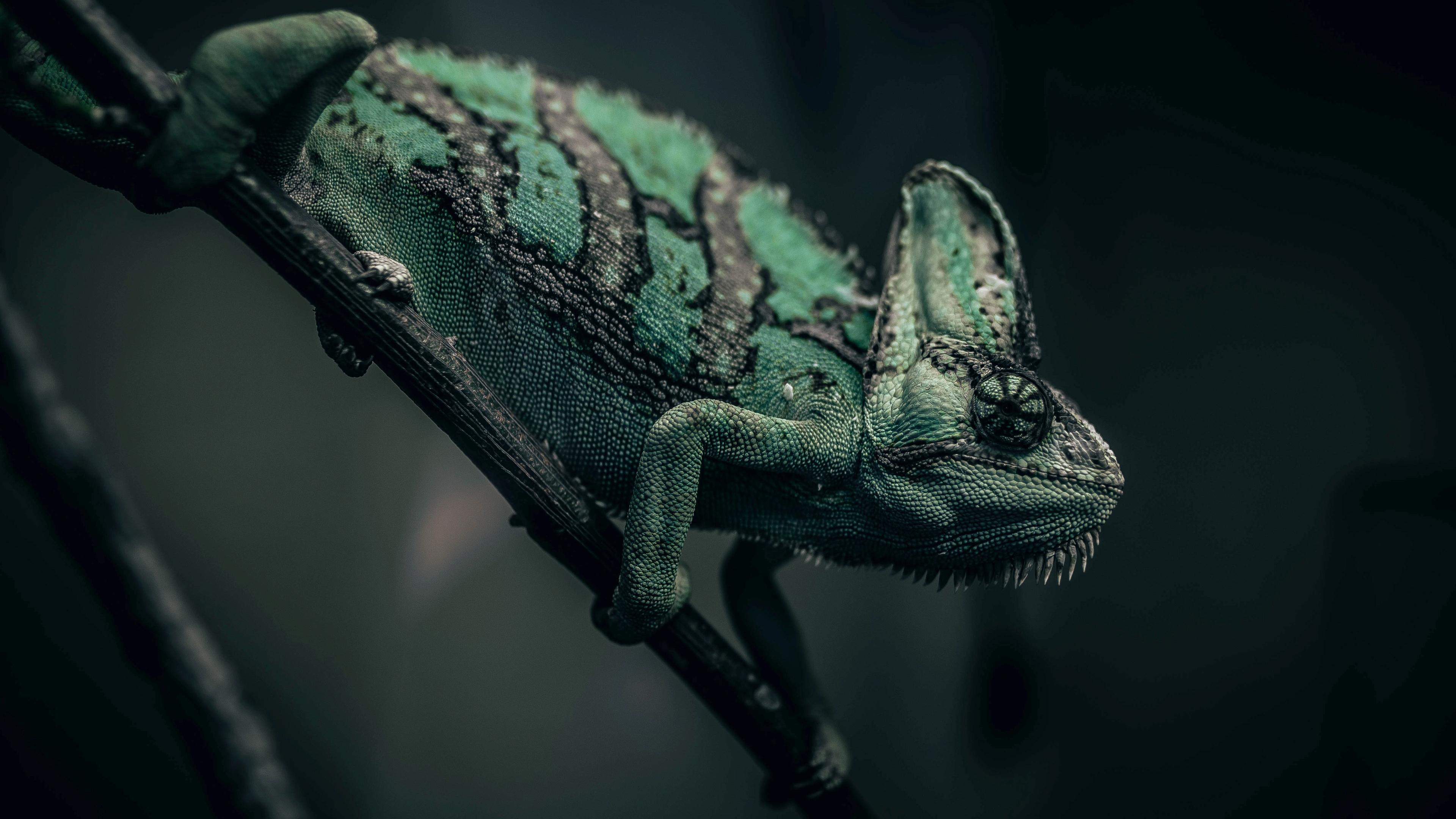 Chameleon by Christopher Ott 3840x2160